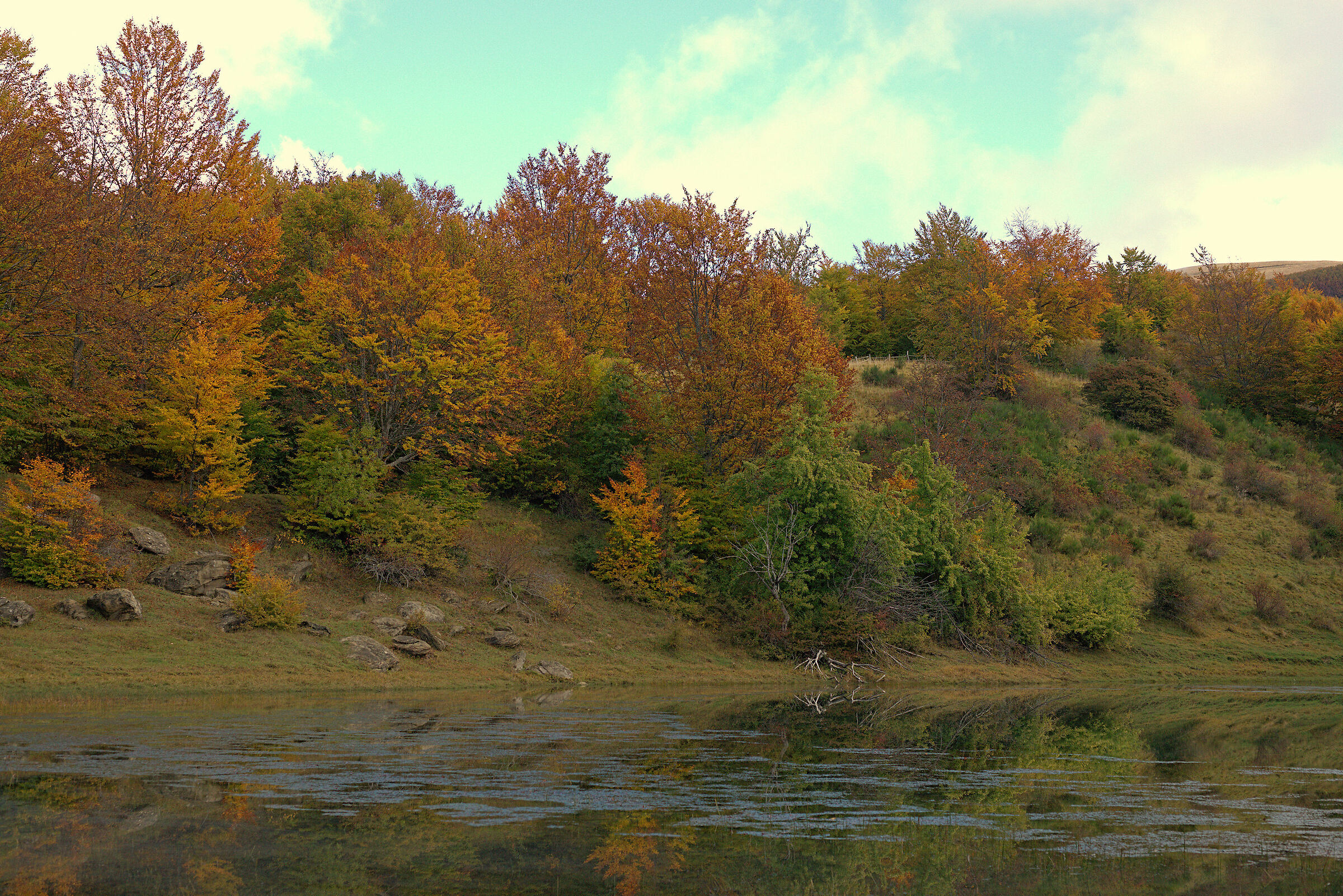 Foliage Dry Lake
