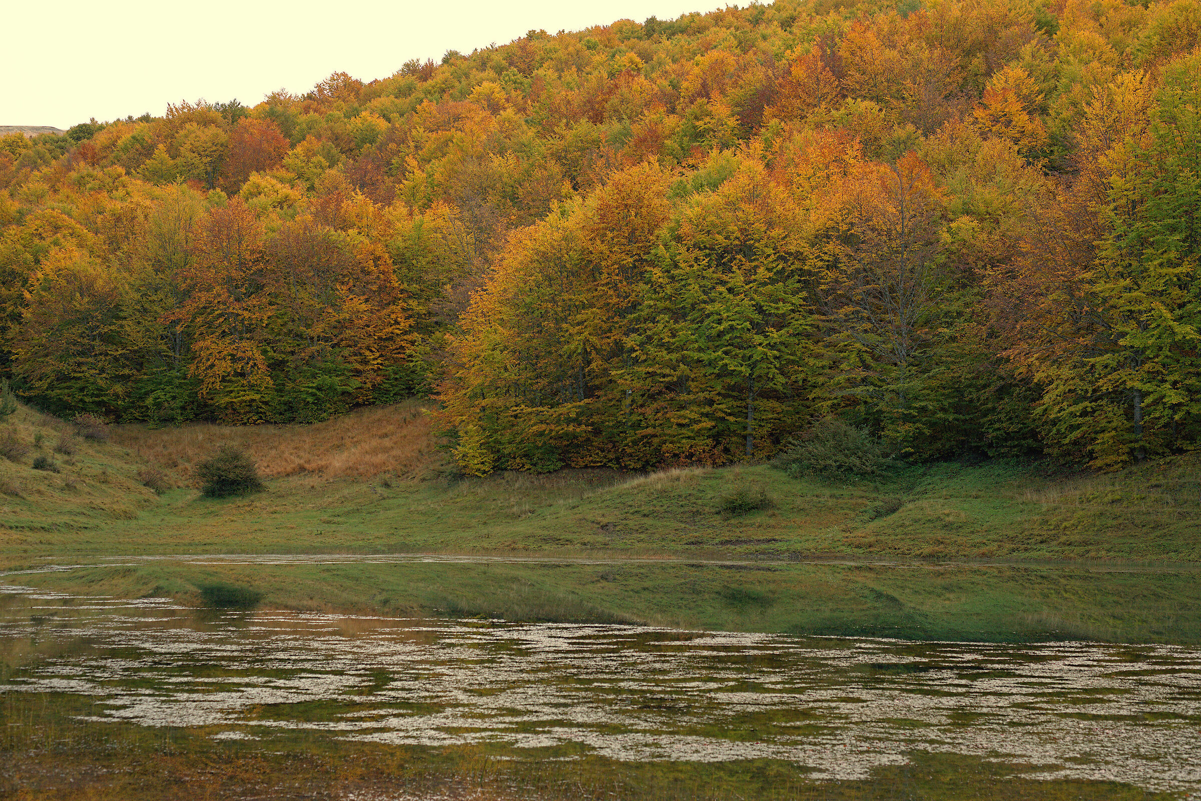 Foliage Dry Lake