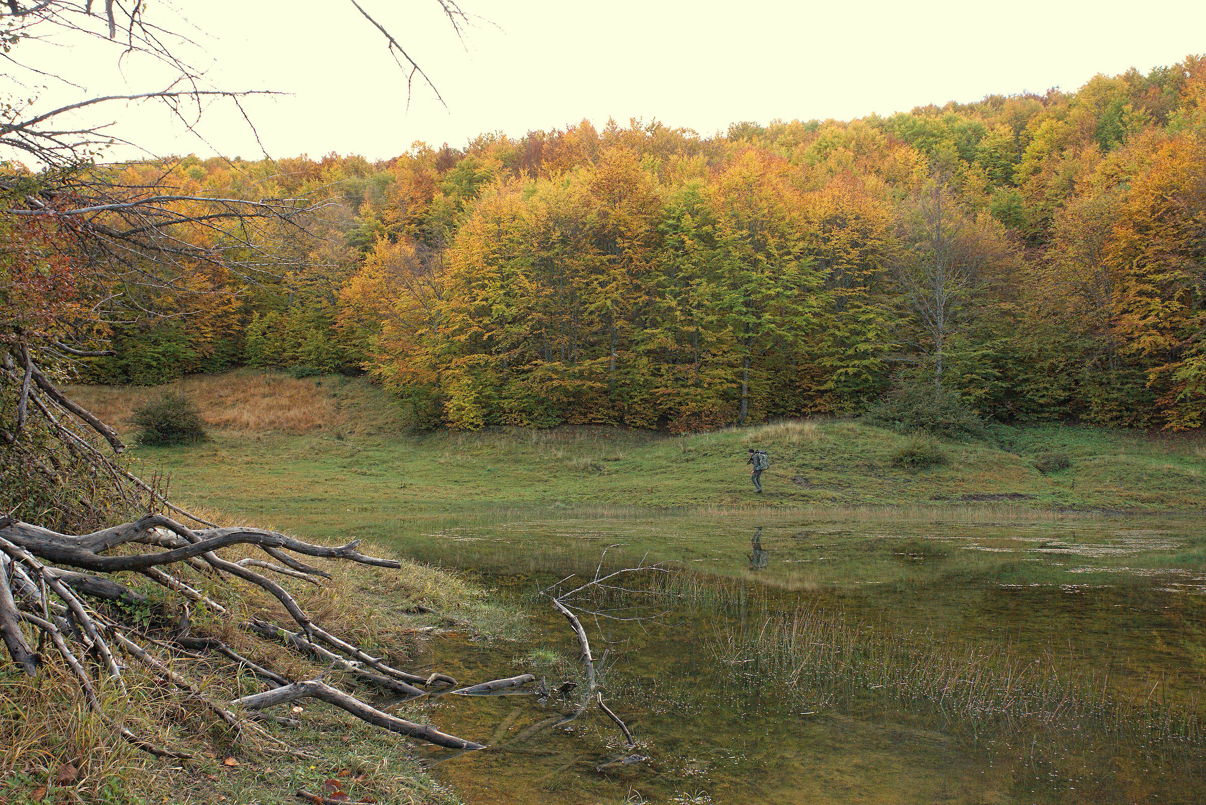 Foliage Dry Lake