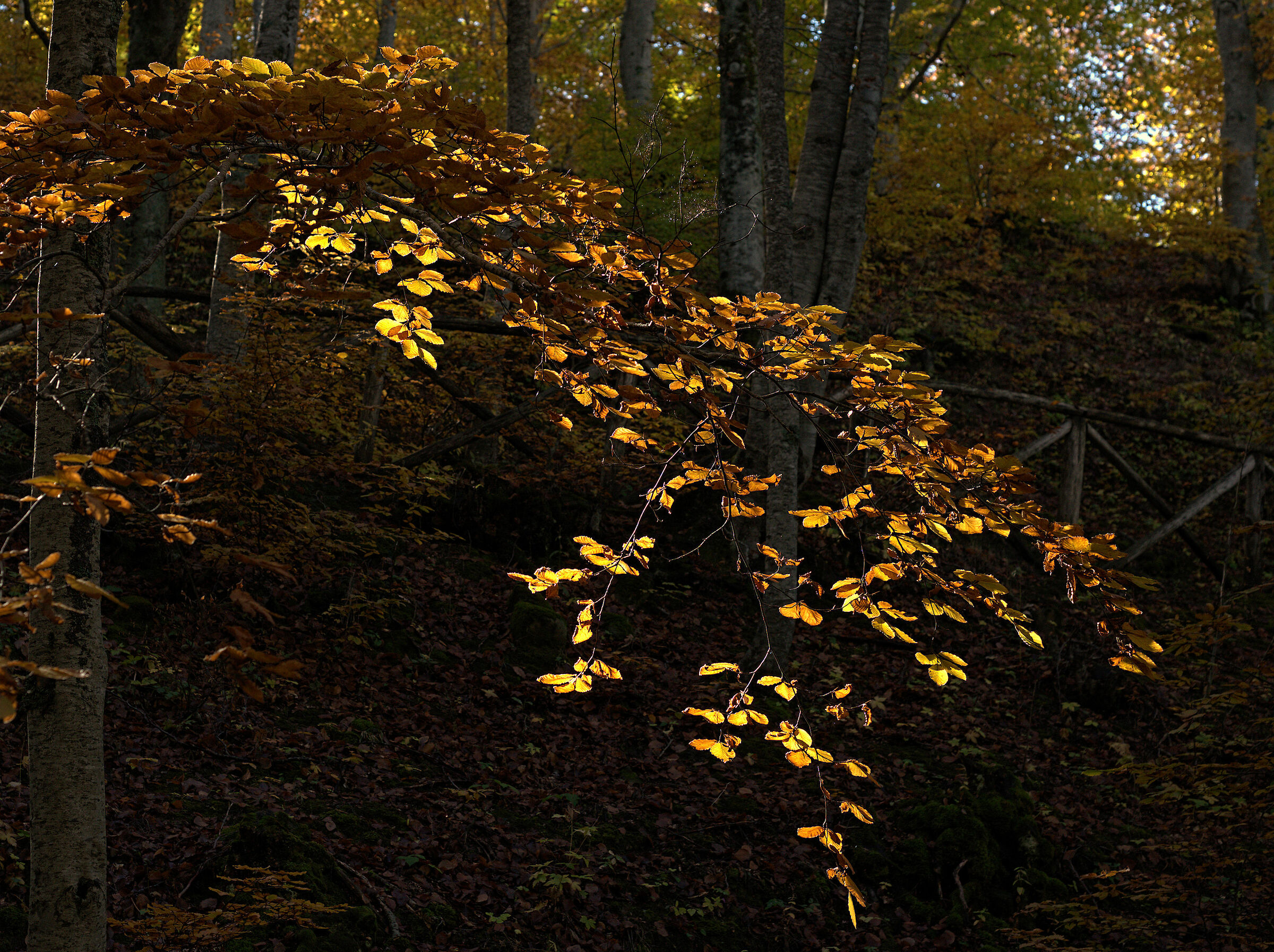 Foliage, 19