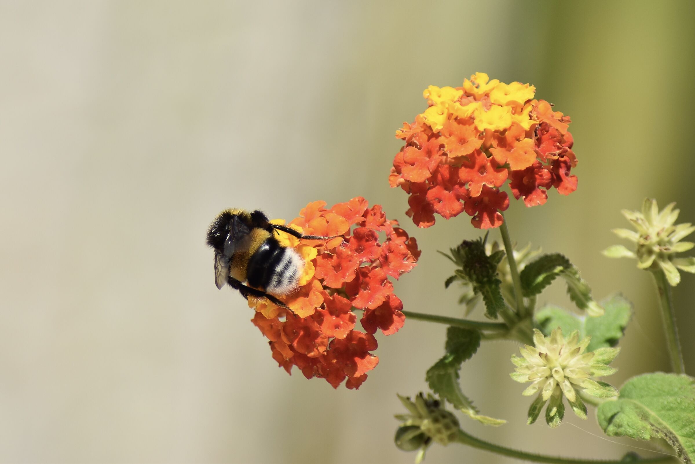 Mayan Bee