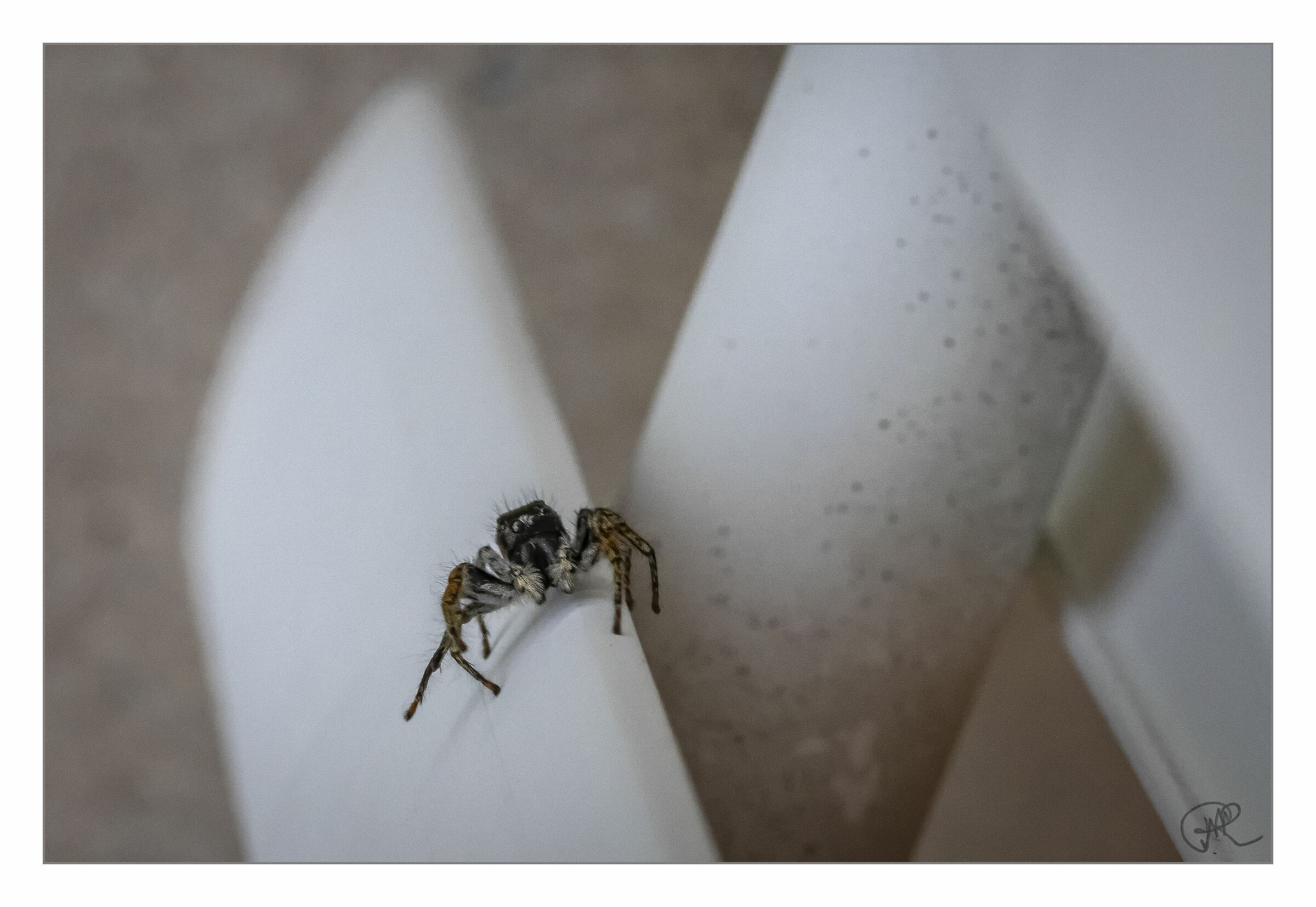 little guest