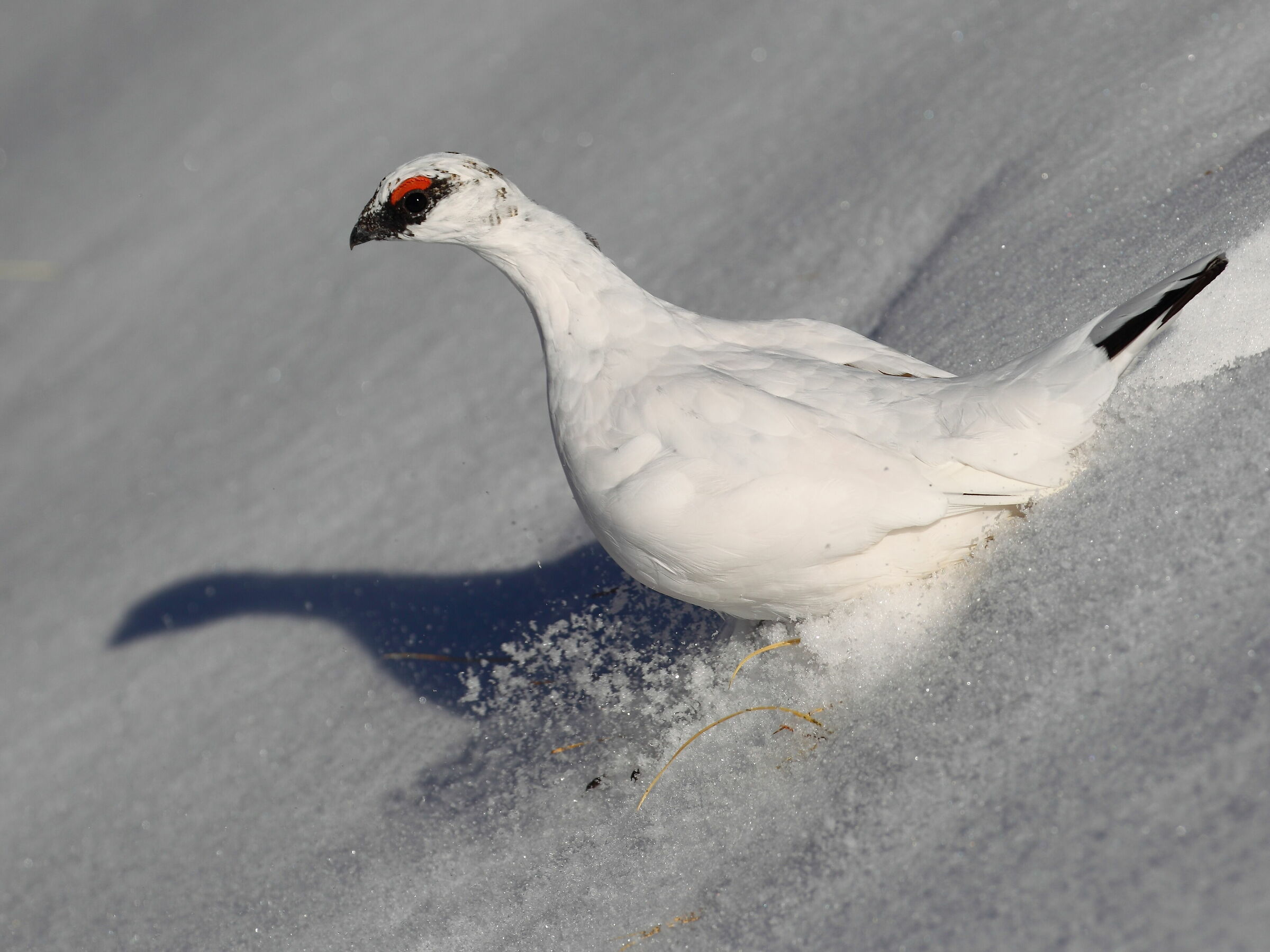 UNa swallow won't make spring...