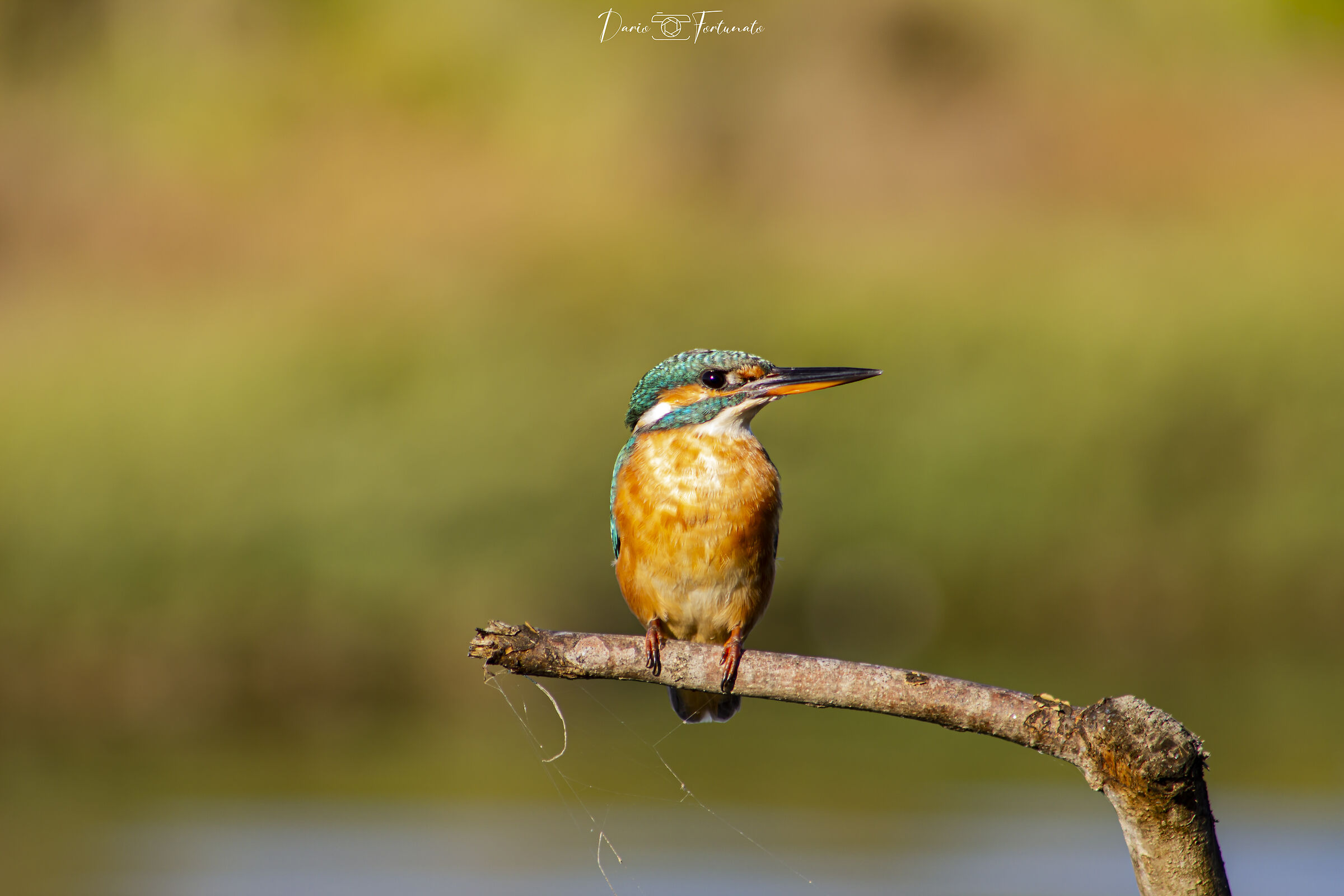 Kingfisher