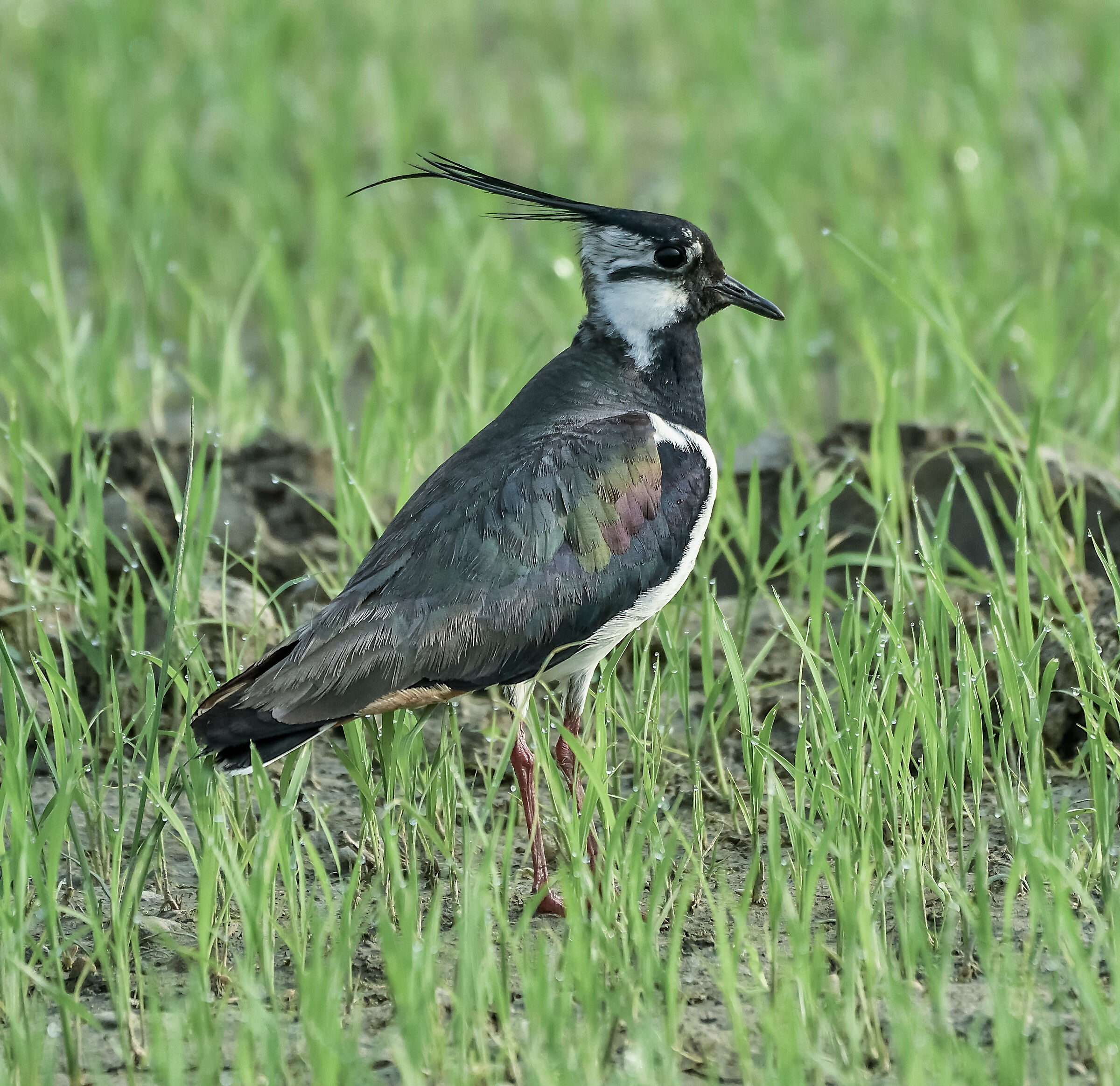 femmina di pavoncella