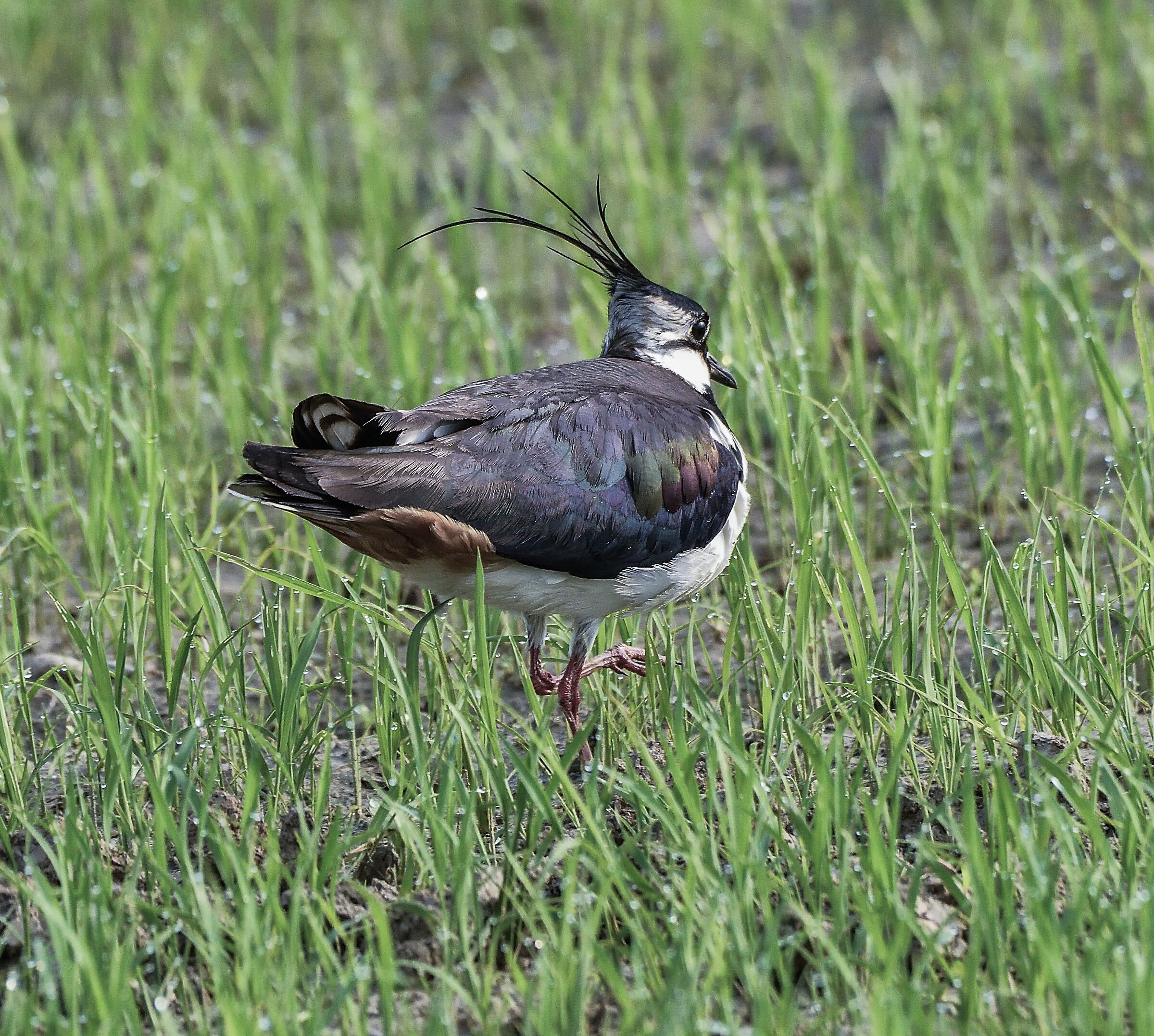 femmina di pavoncella