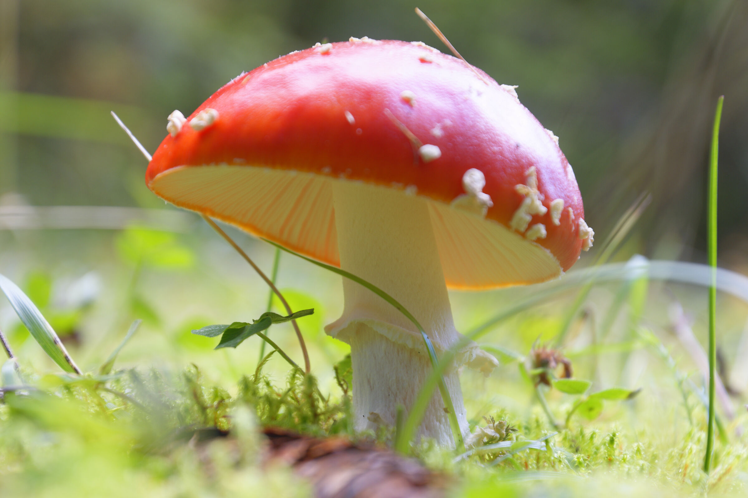 psssss... sono pericolosa?