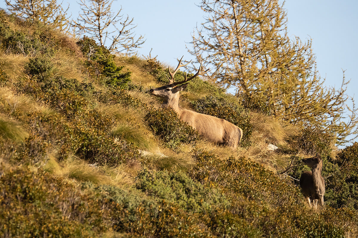 Il grande ed il piccolo
