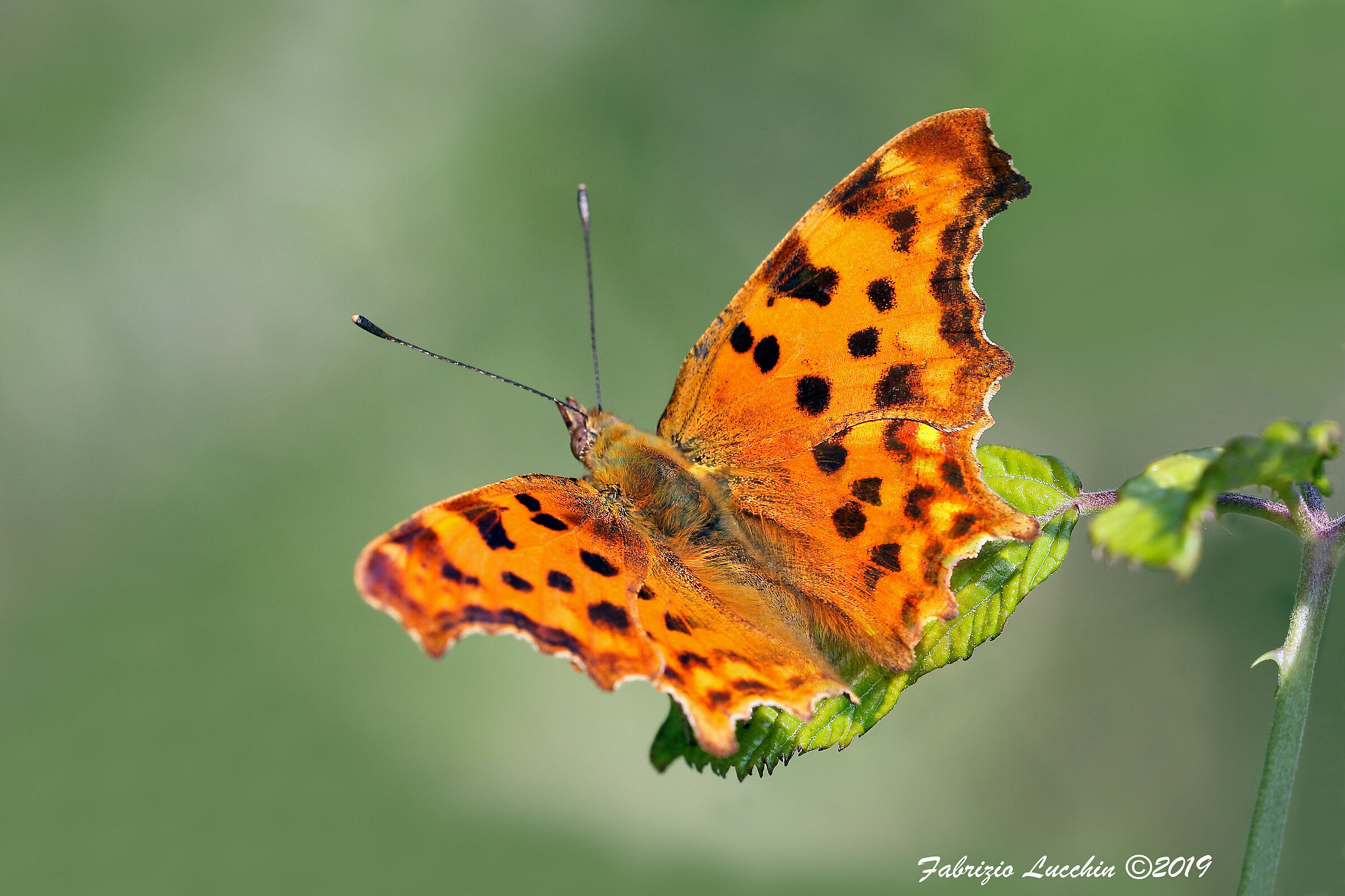 Vanessa c-bianco (Polygonia c-album)