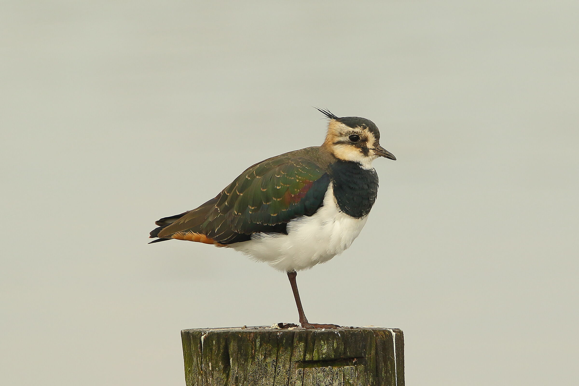 Lapwing