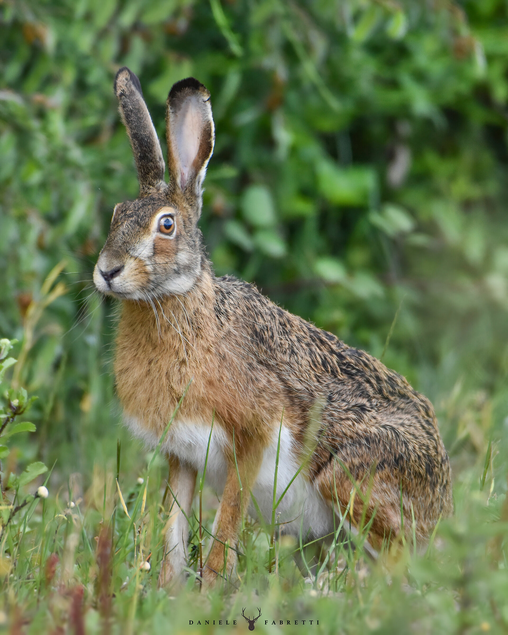 European Hare