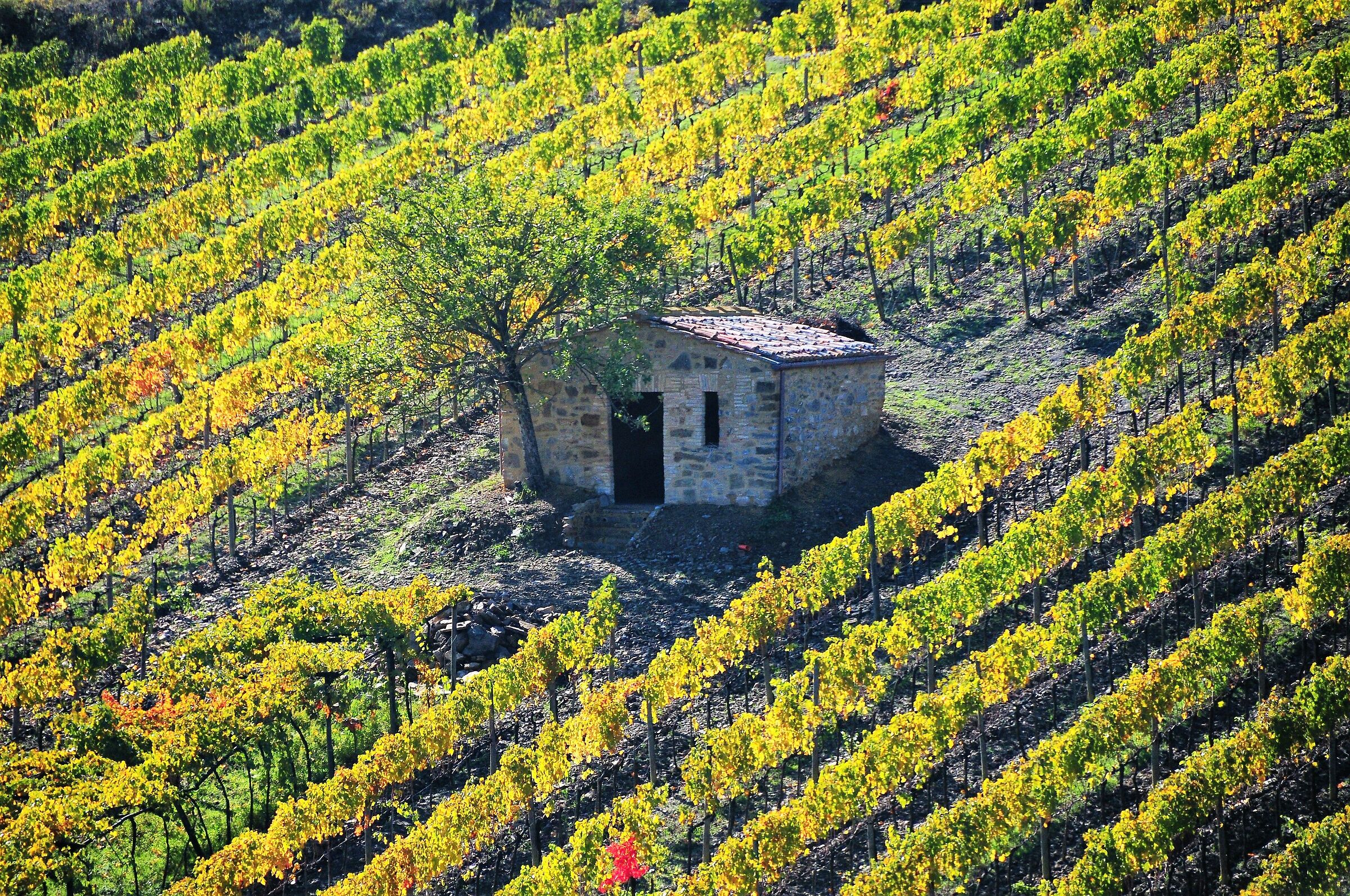 Montalcino e le sue vigne