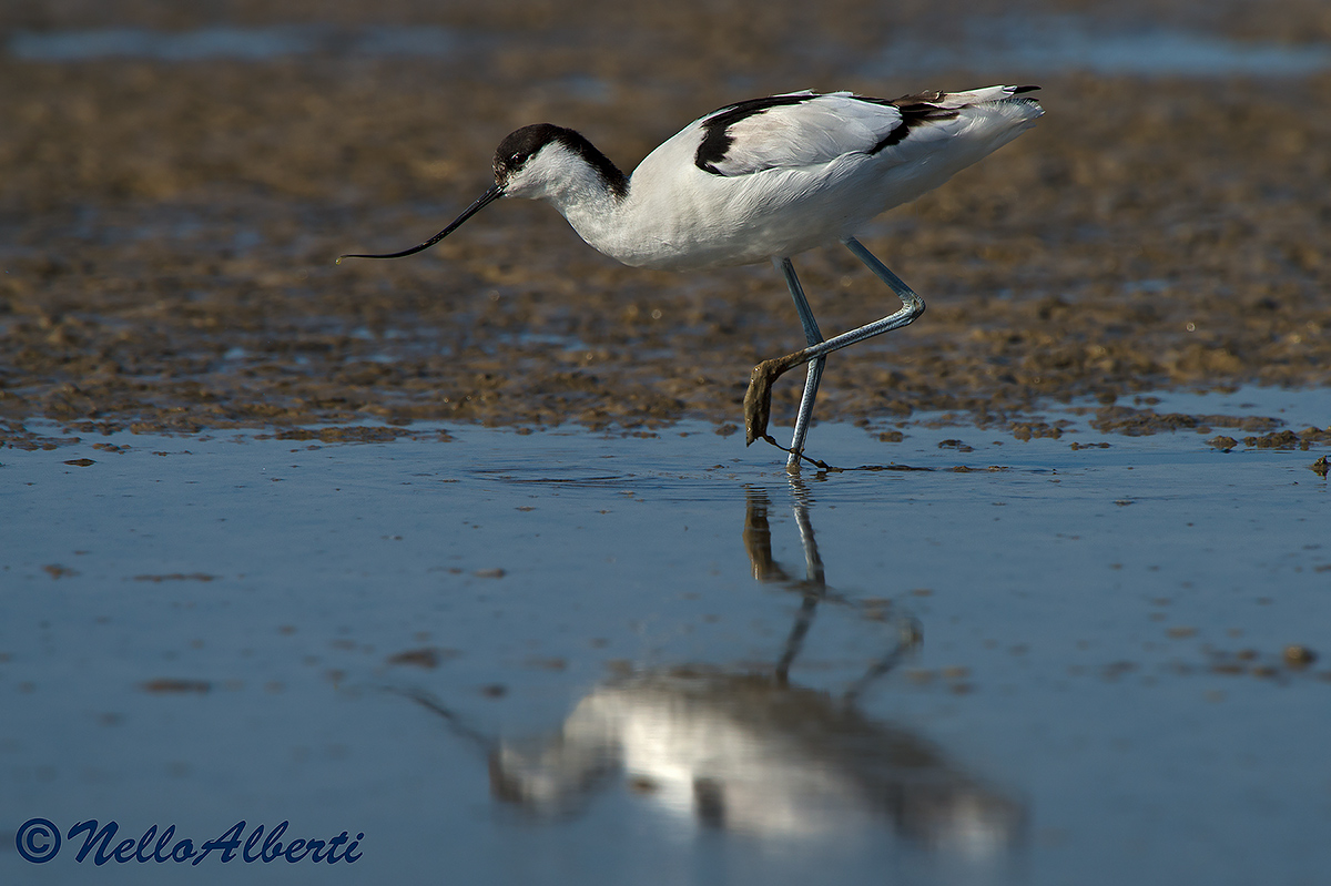 avocet