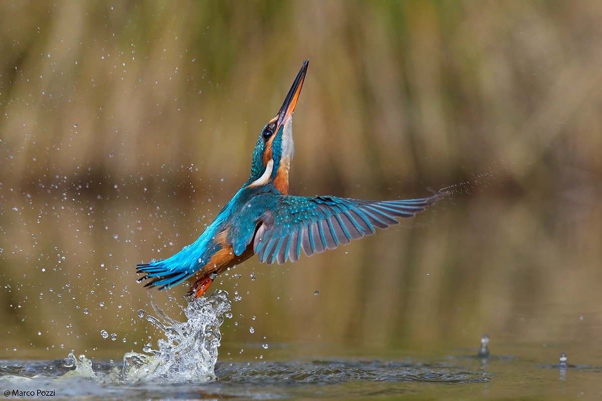 Take-off from the water