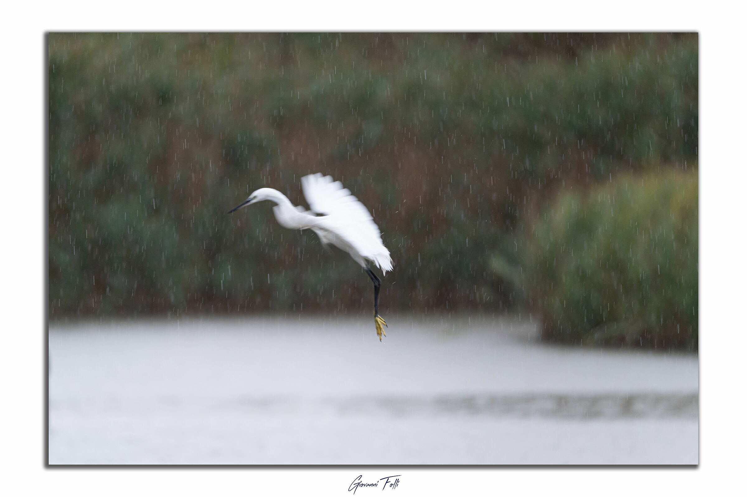 Egret in flight