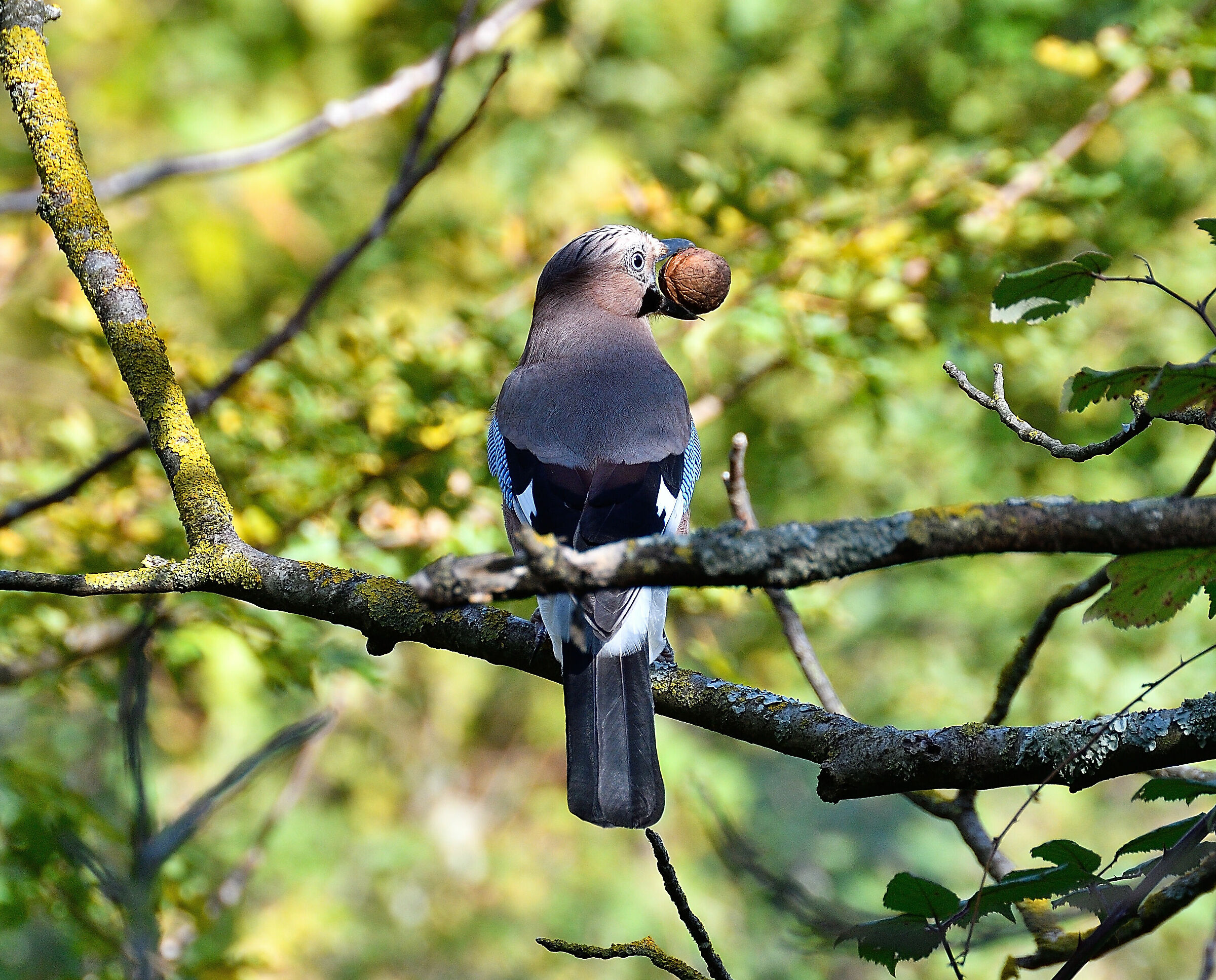 Ghiandaia al lavoro...
