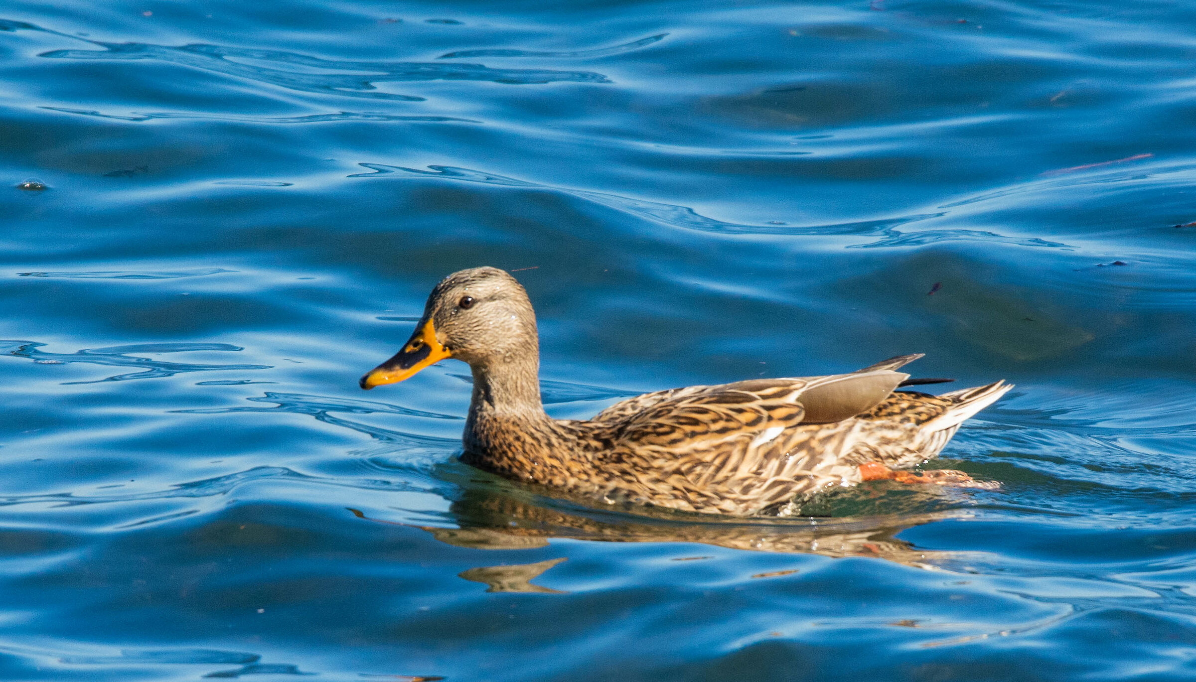 Germano reale femmina