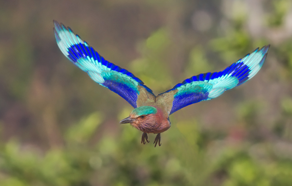 Indian Roller: In coming.