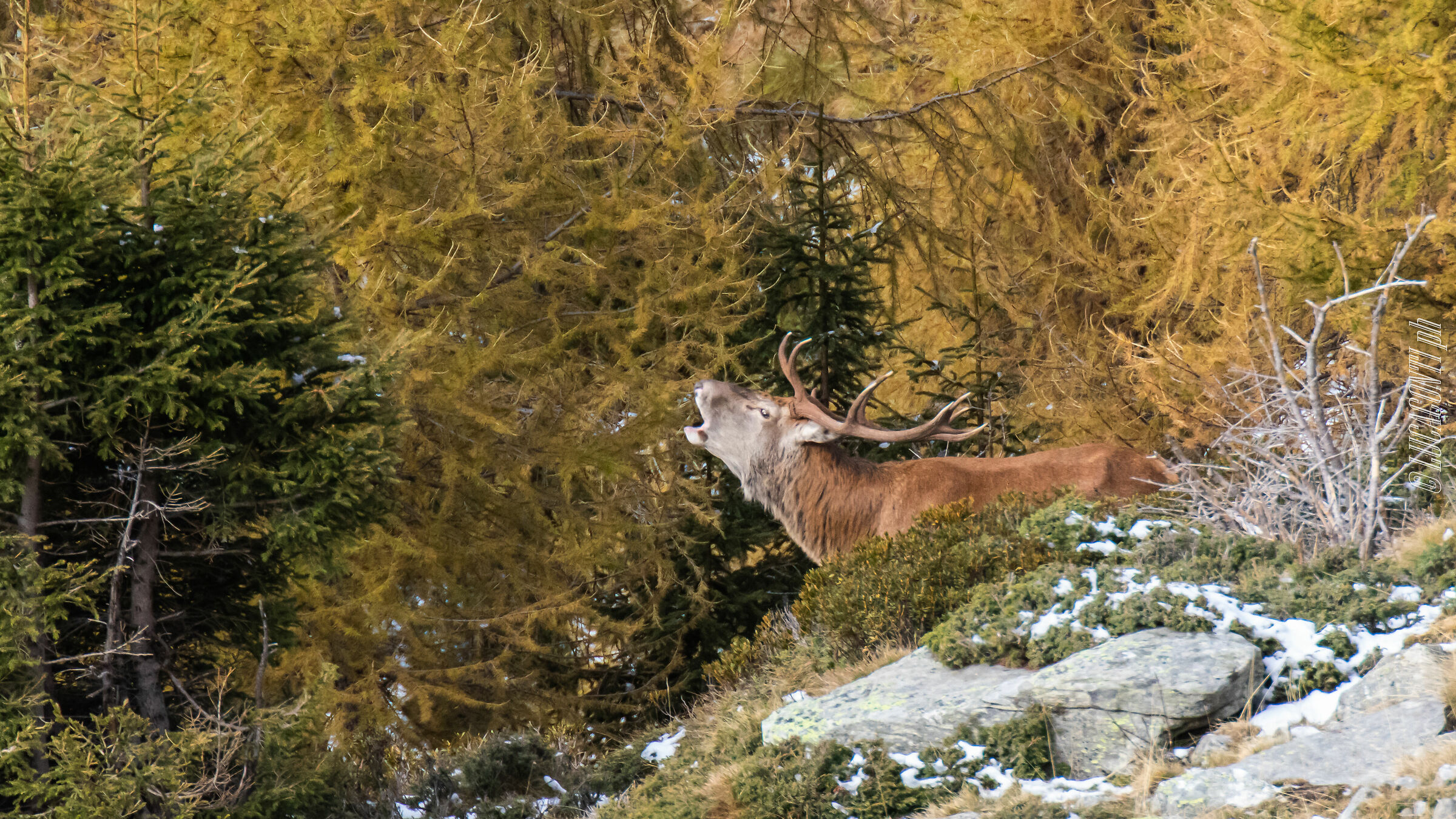Bramito 2020 , Valtellina (so)