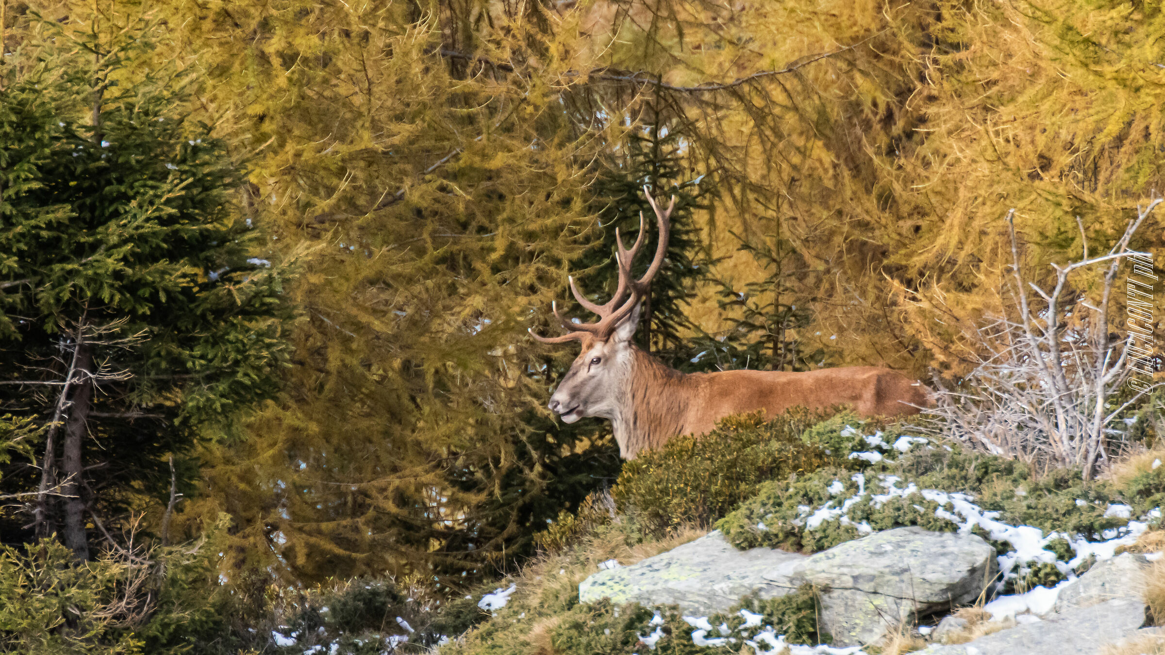 Bramito 2020 , Valtellina (so)
