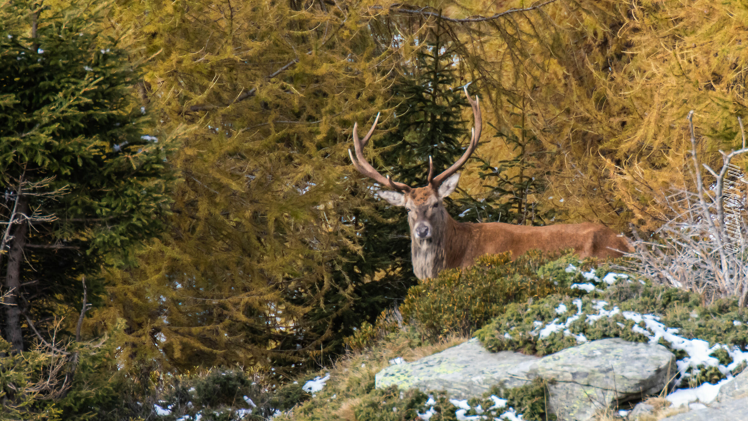 Bramito 2020,Valtellina (so)