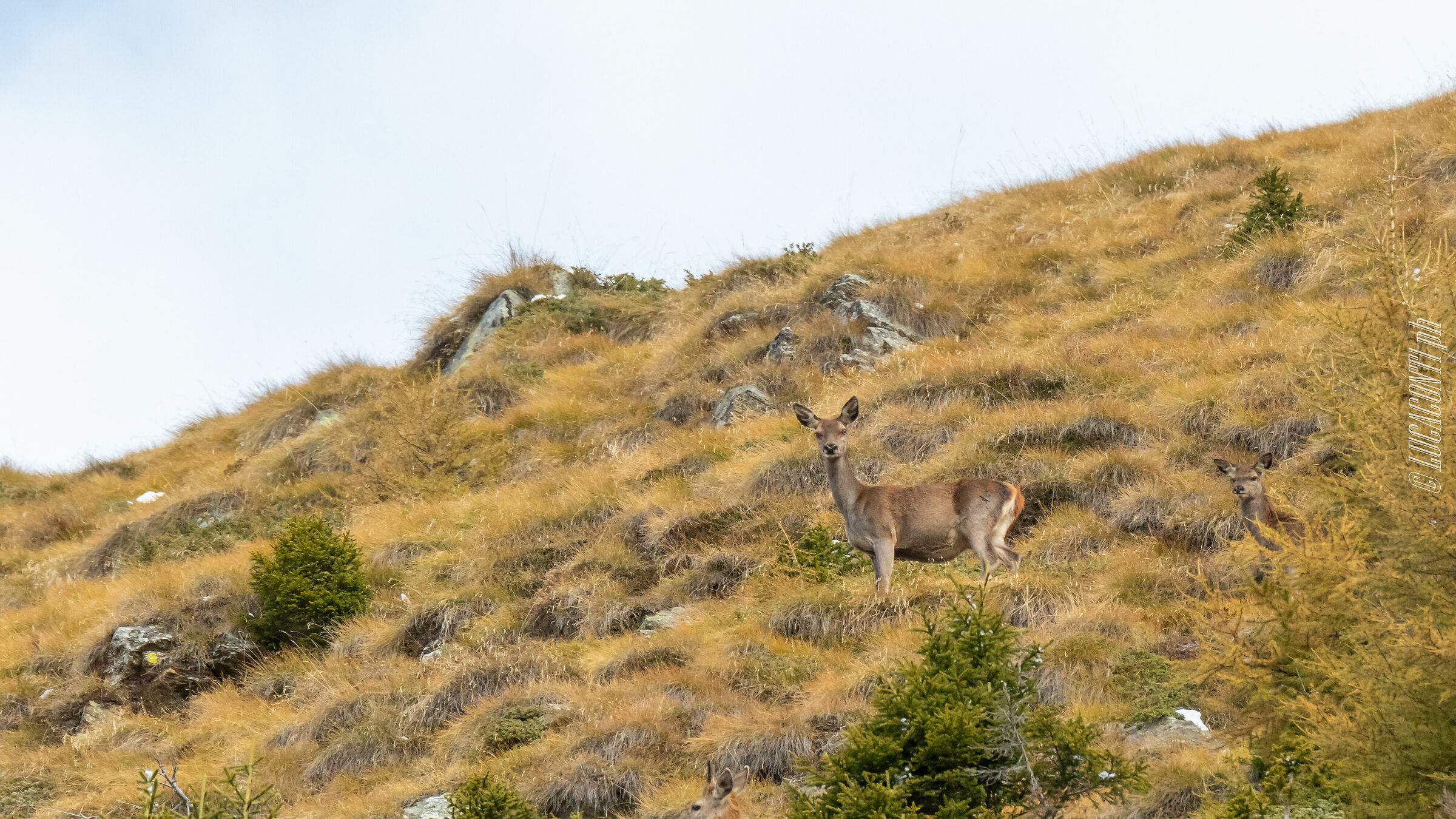 Bramito 2020 , Valtellina (so)