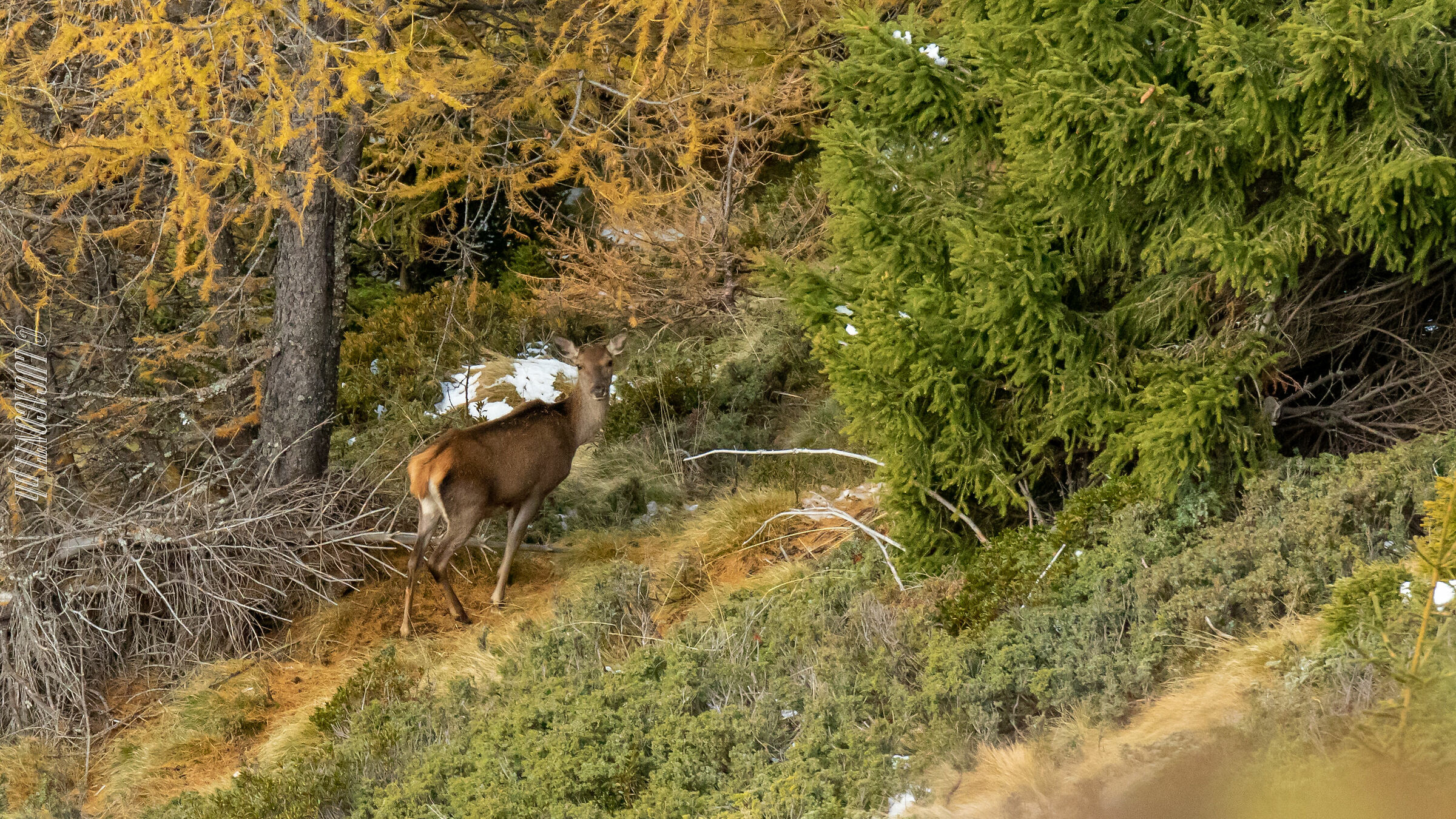 Bramito 2020 , Valtellina (so)