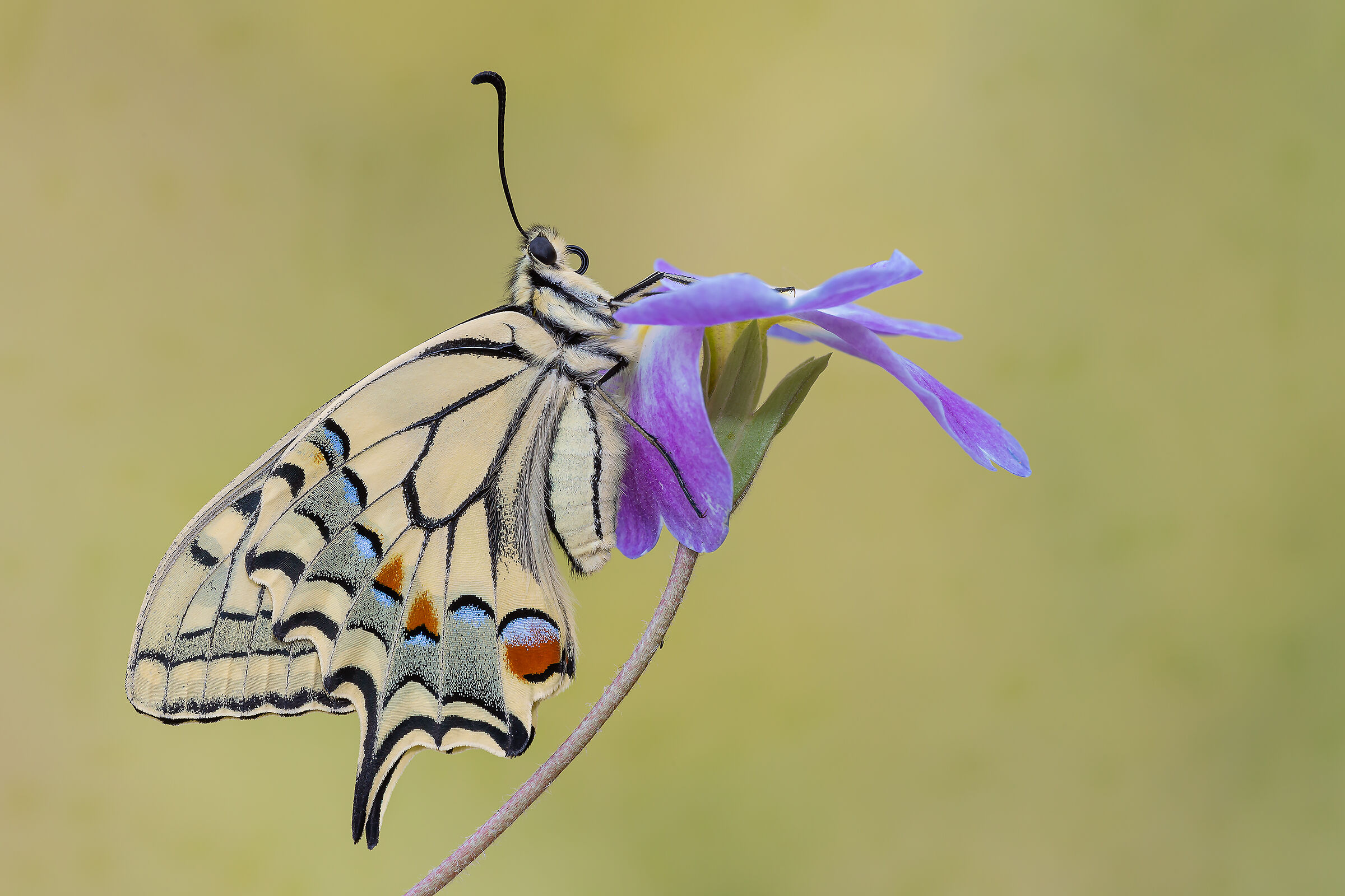 Swallowtail