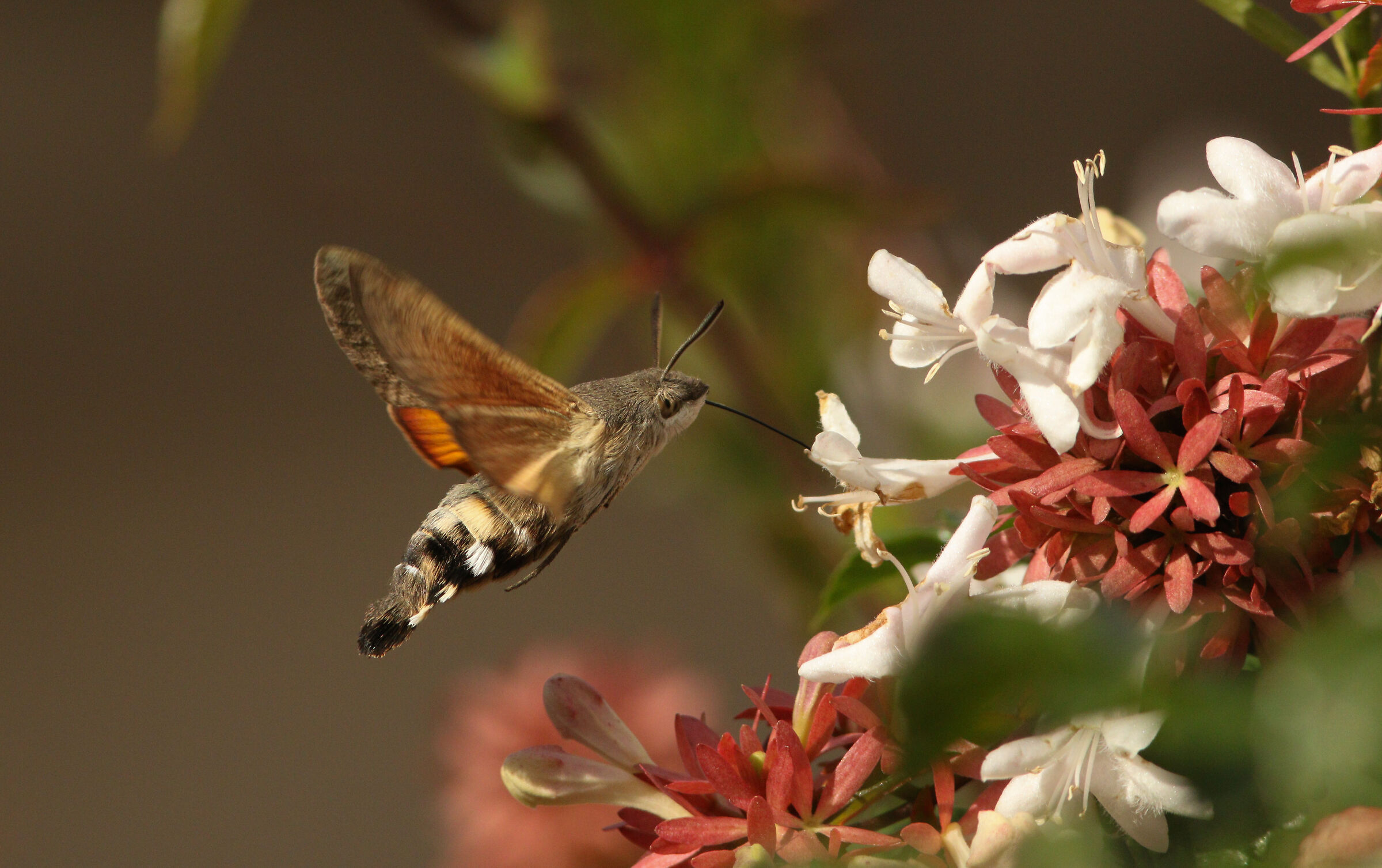 Sfinge del Galio o Colibrì che si nutre