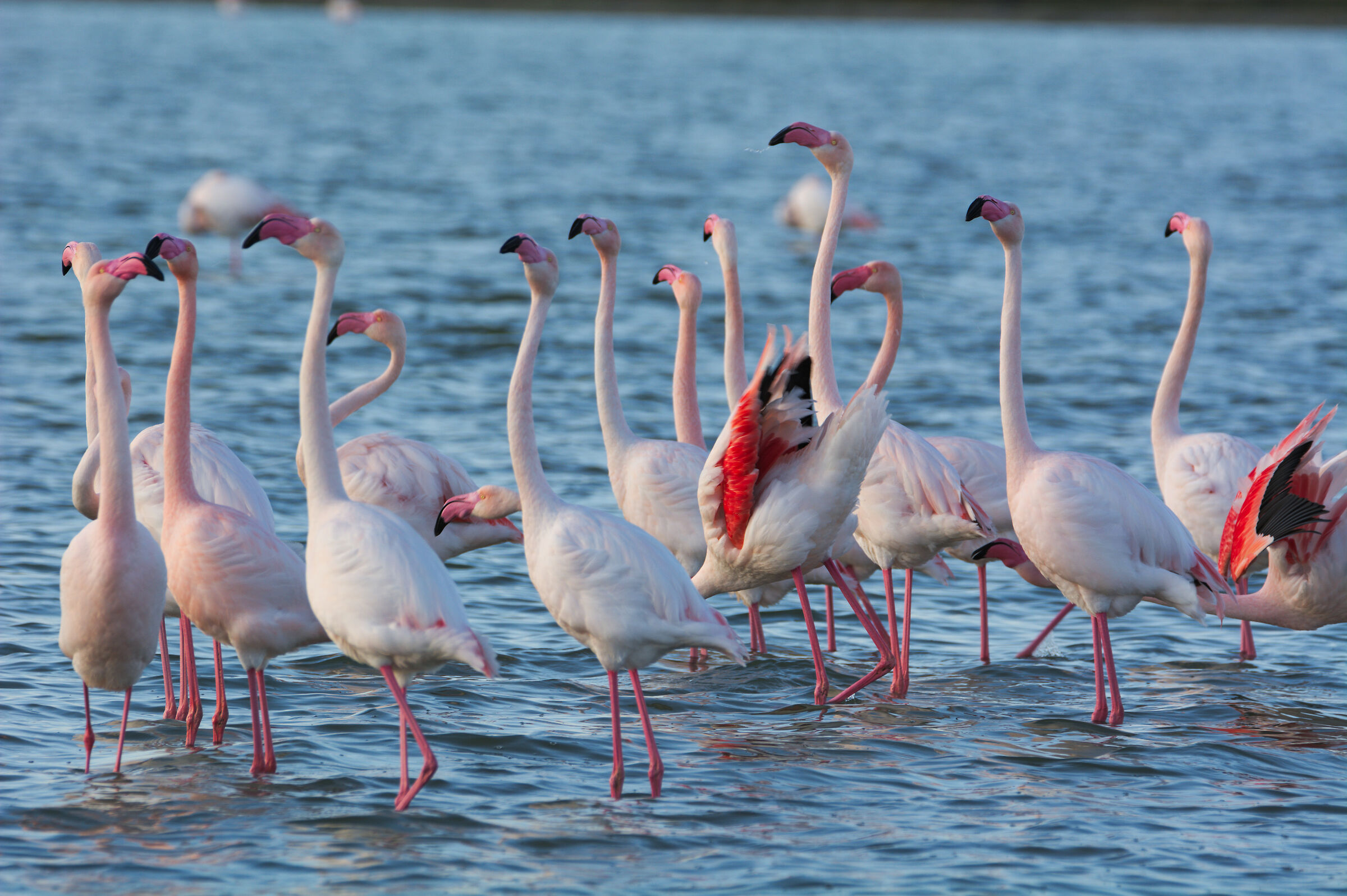 vecchia danza nuziale recuperata