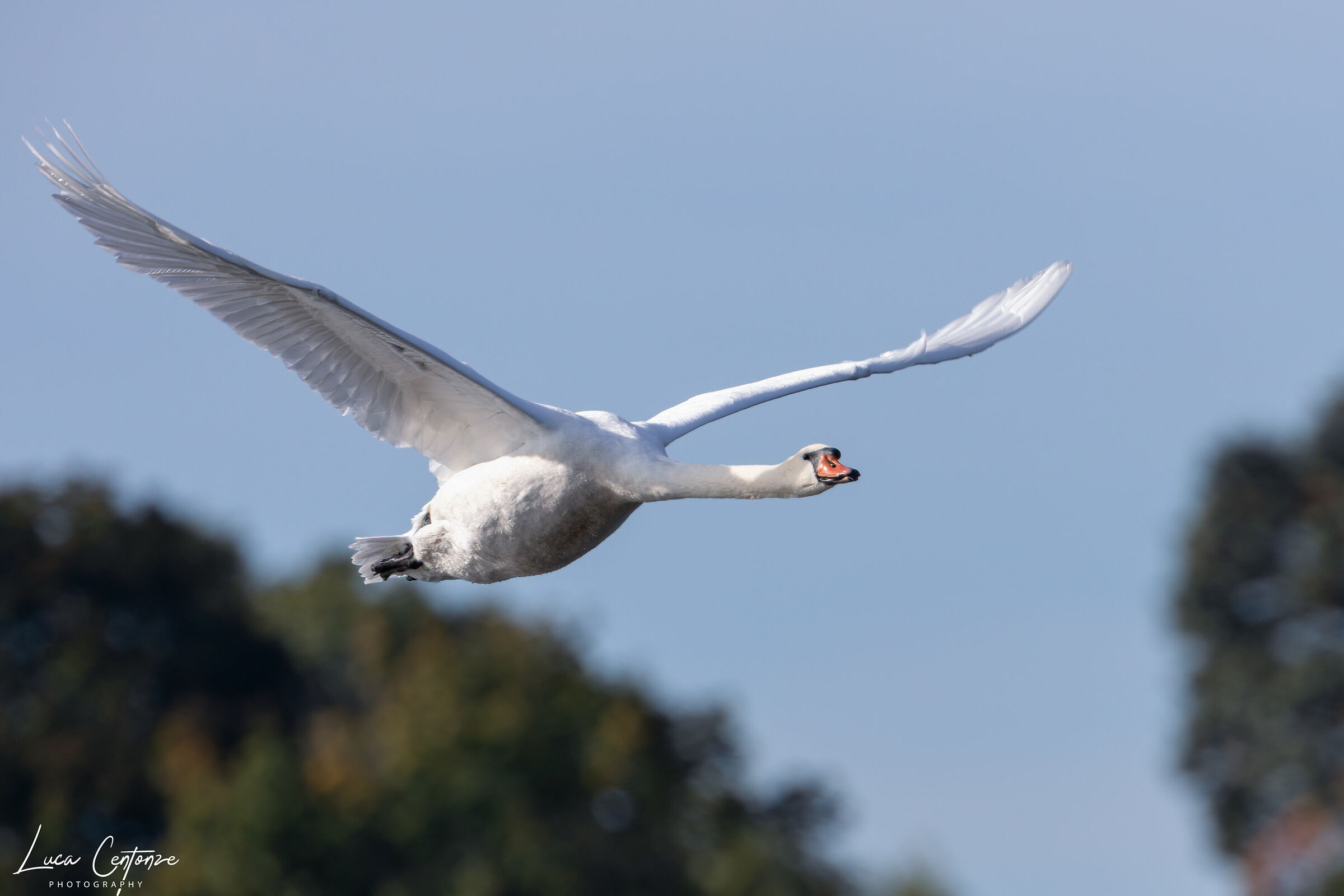 Swan Department (Cygnus)