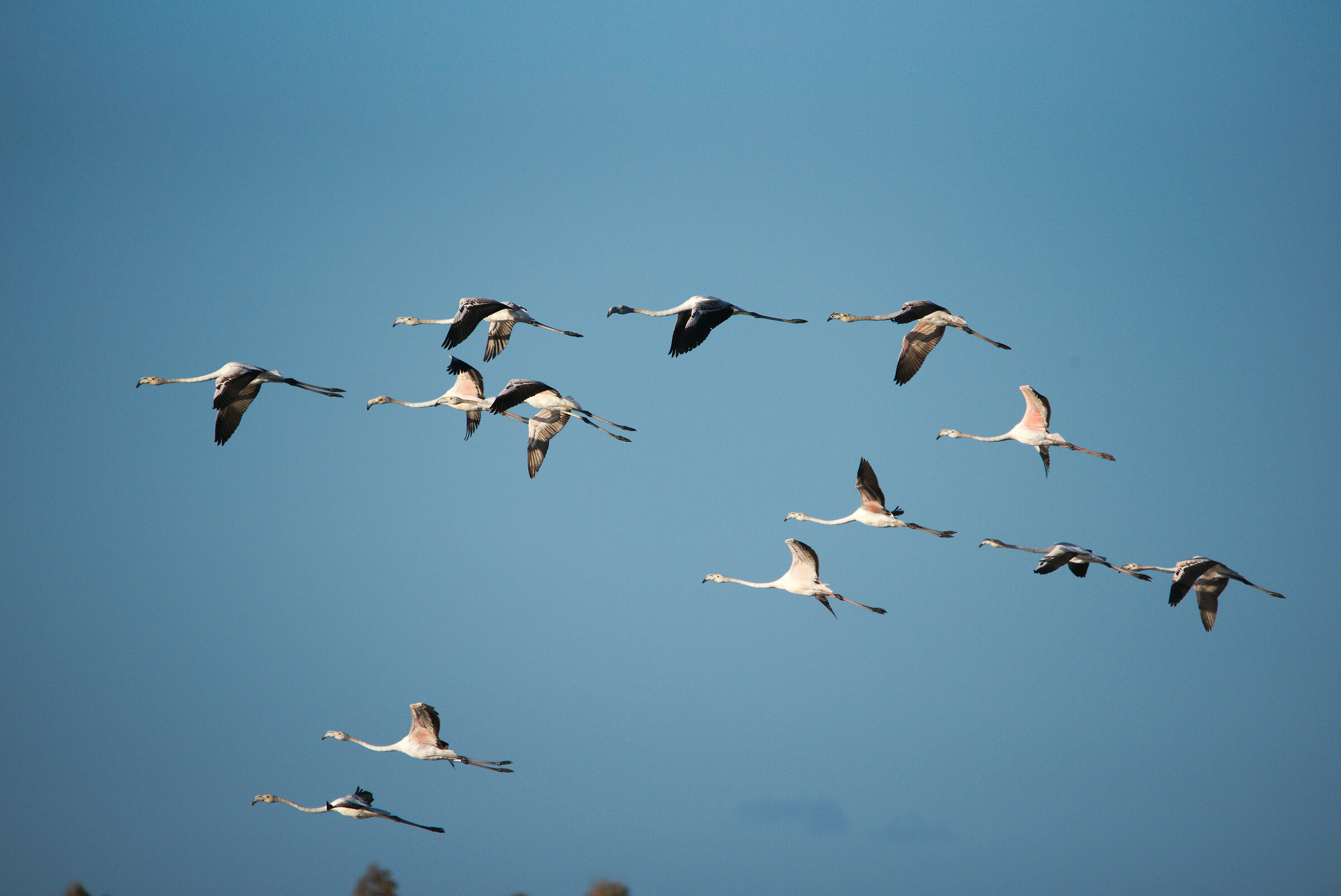 in volo i giovani belli