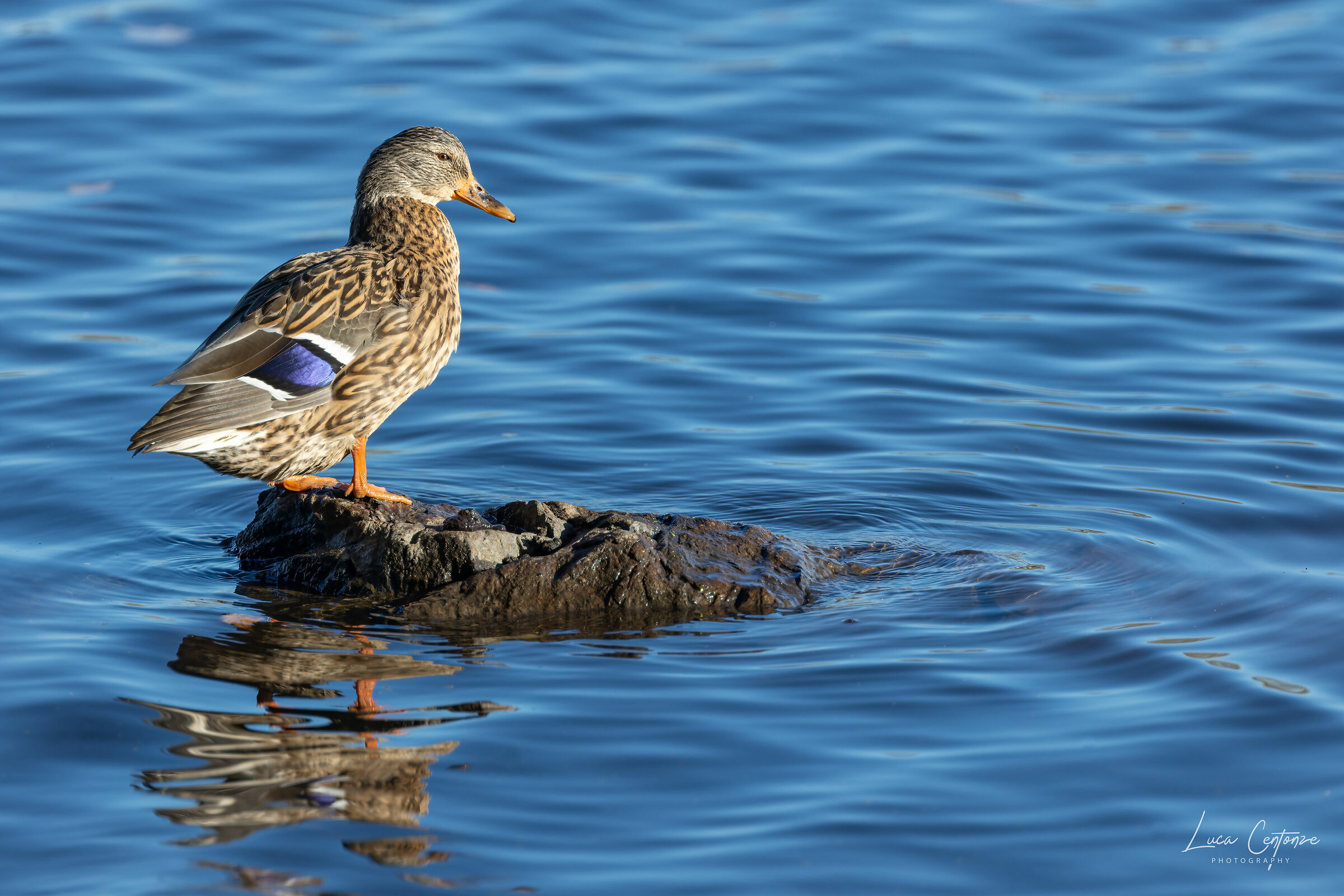 Mallard Duck (Anas platyrhynchos) Germano Reale