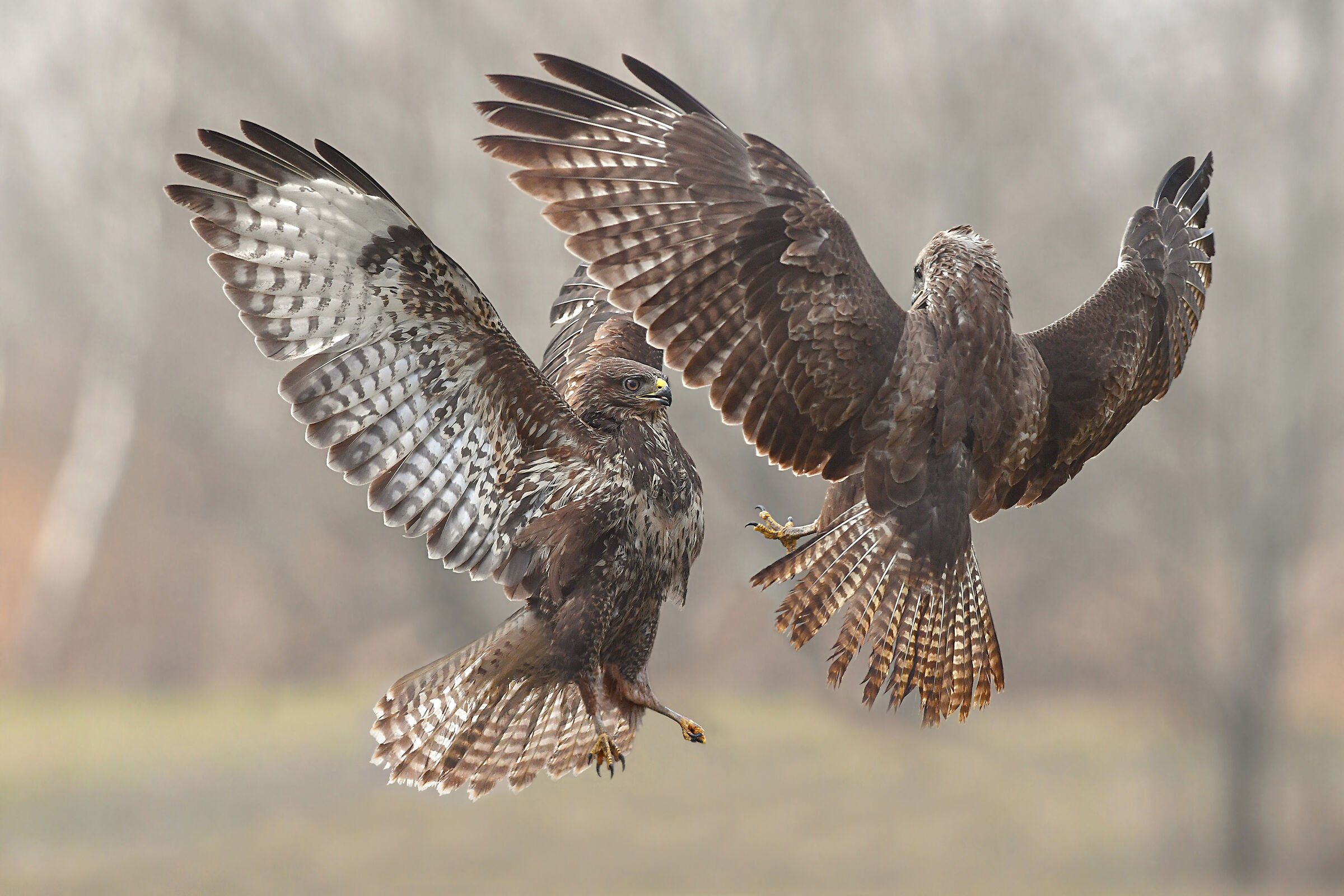 "Fly them on the fly of the heart"