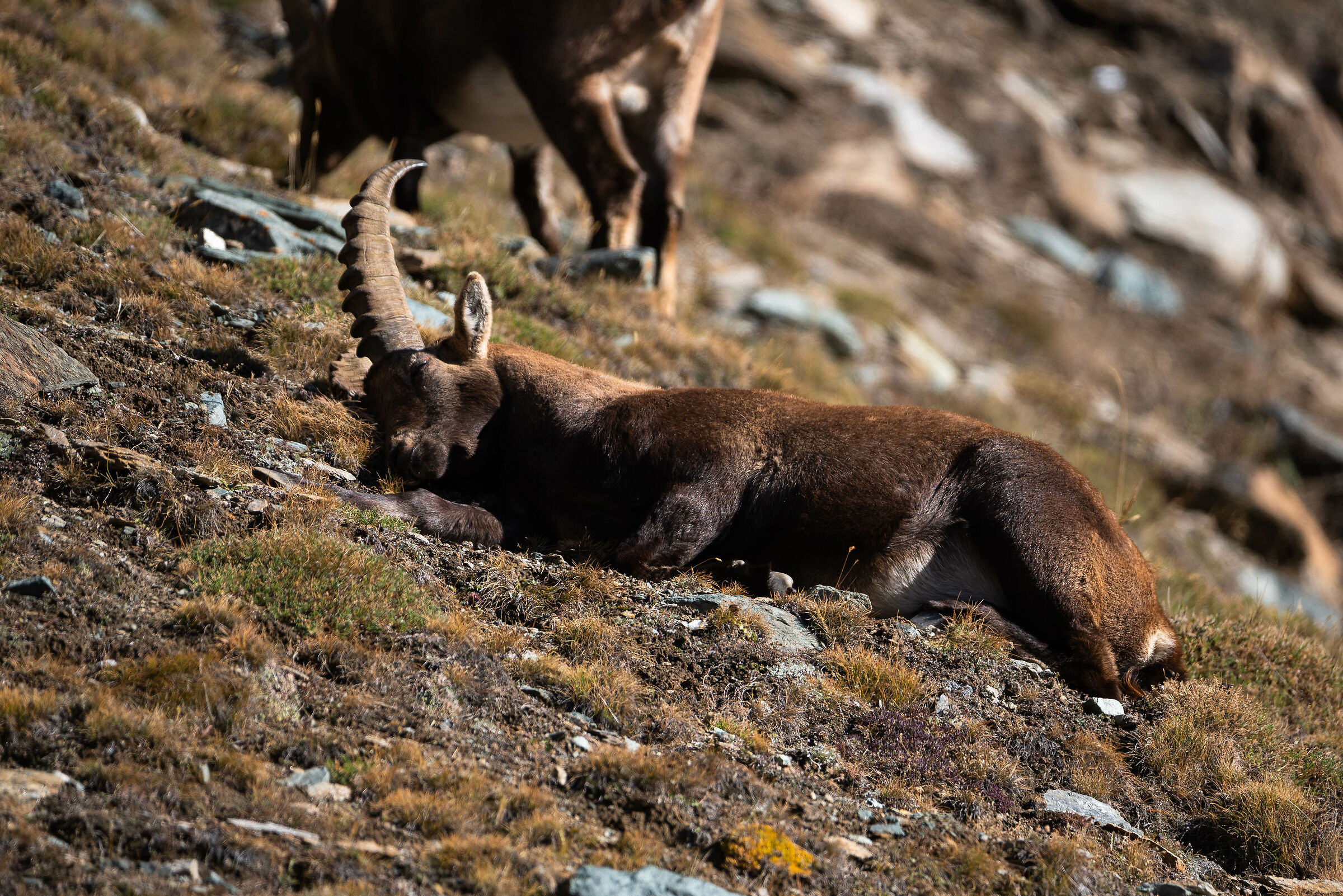 pennichella pomeridiana