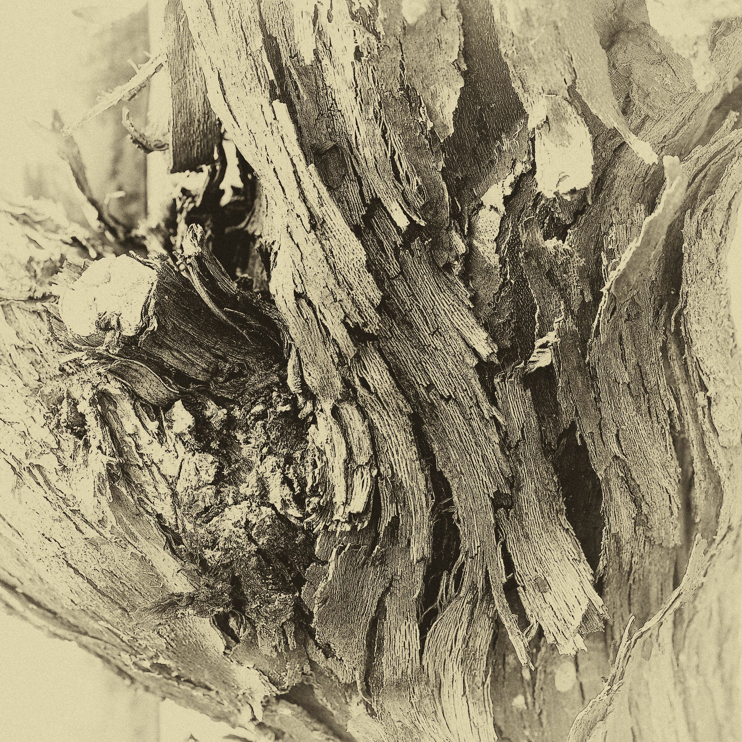 Screw - Detail - 19/10/2020