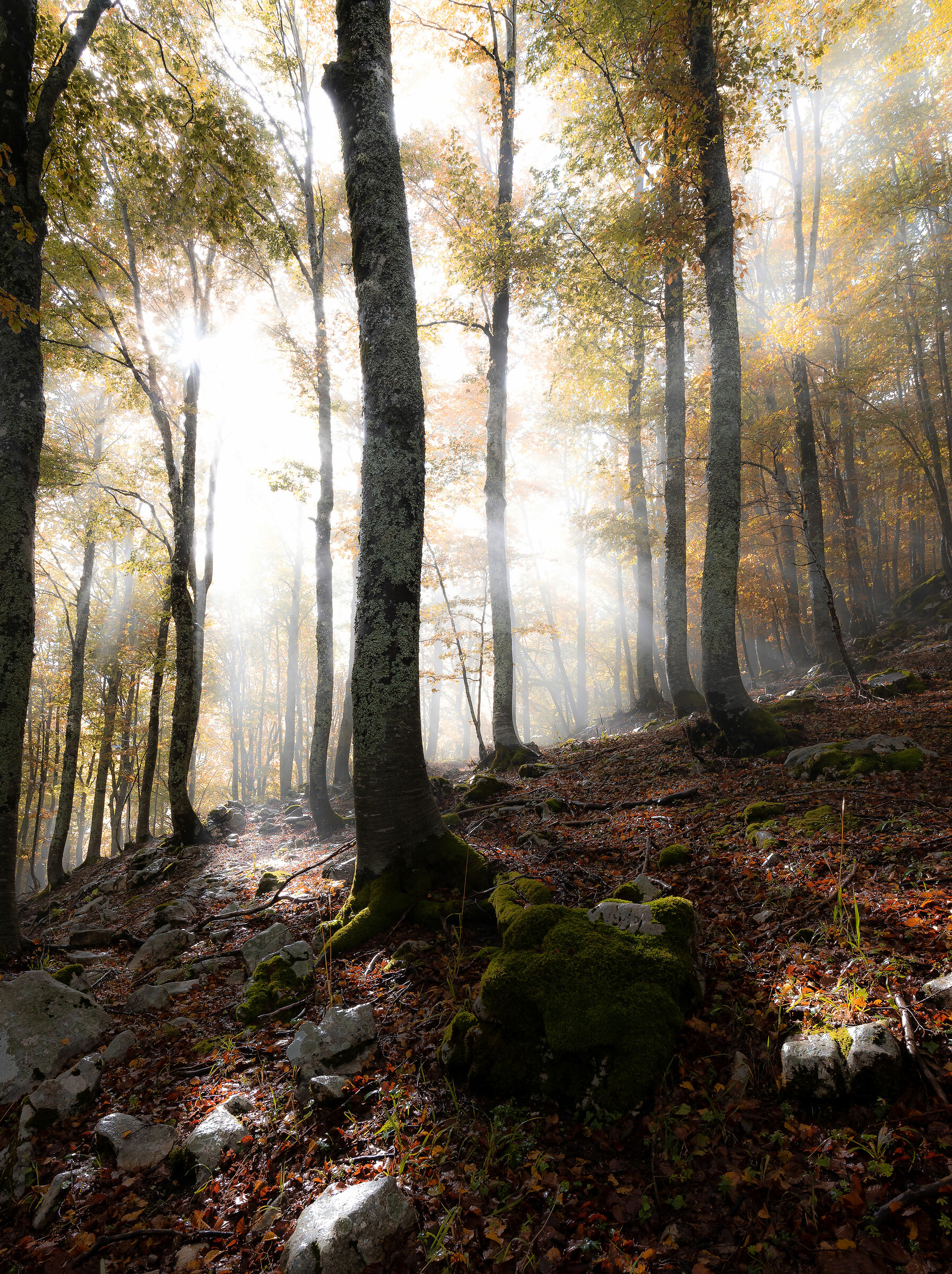 Quando la natura ti fa dono di qualcosa di unico..
