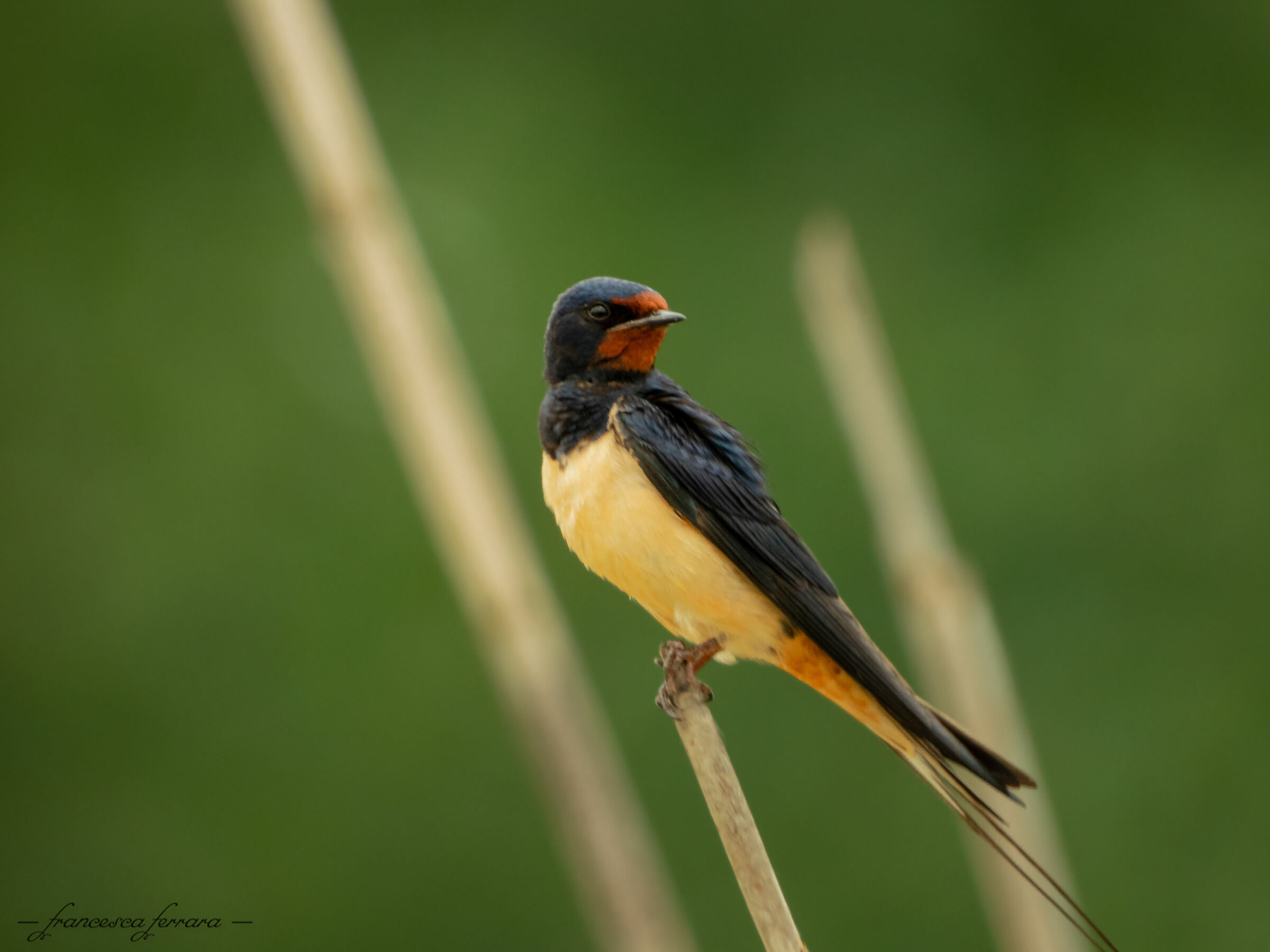 Swallow (Hirundo Rustica Rustica)