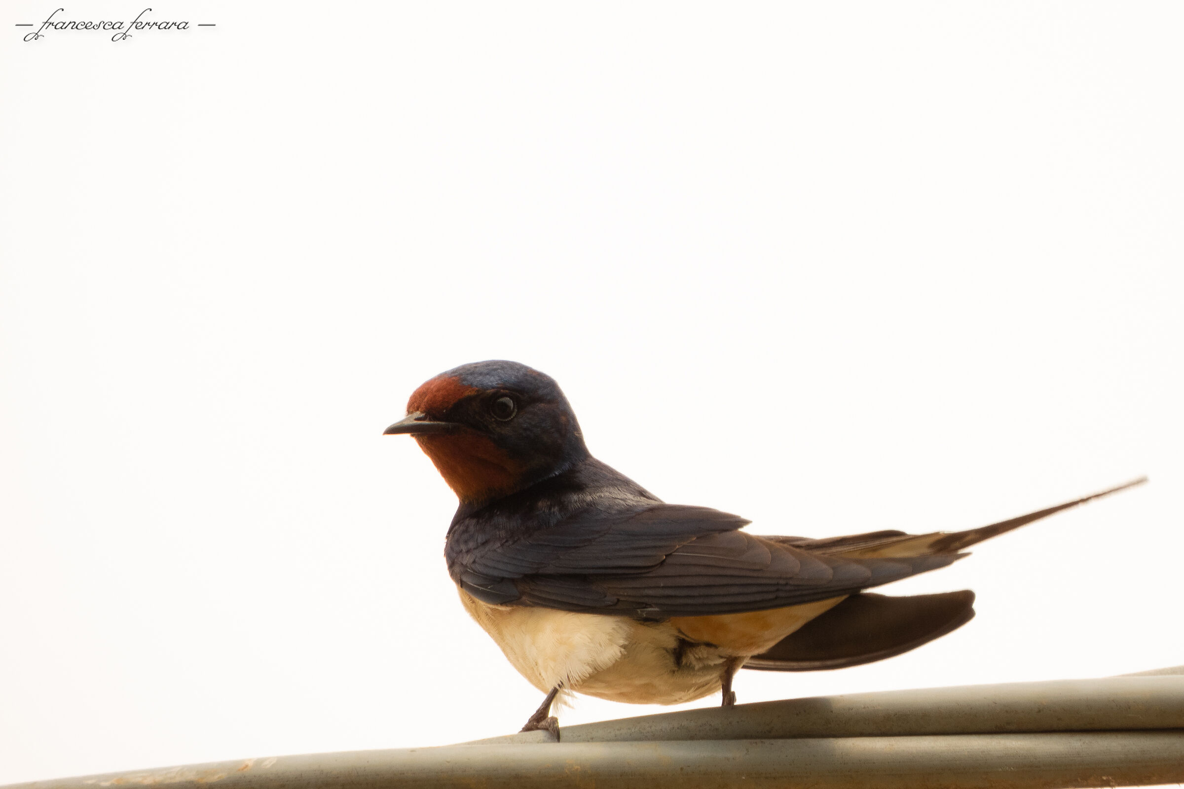 Rondine (Hirundo Rustica Rustica)_2