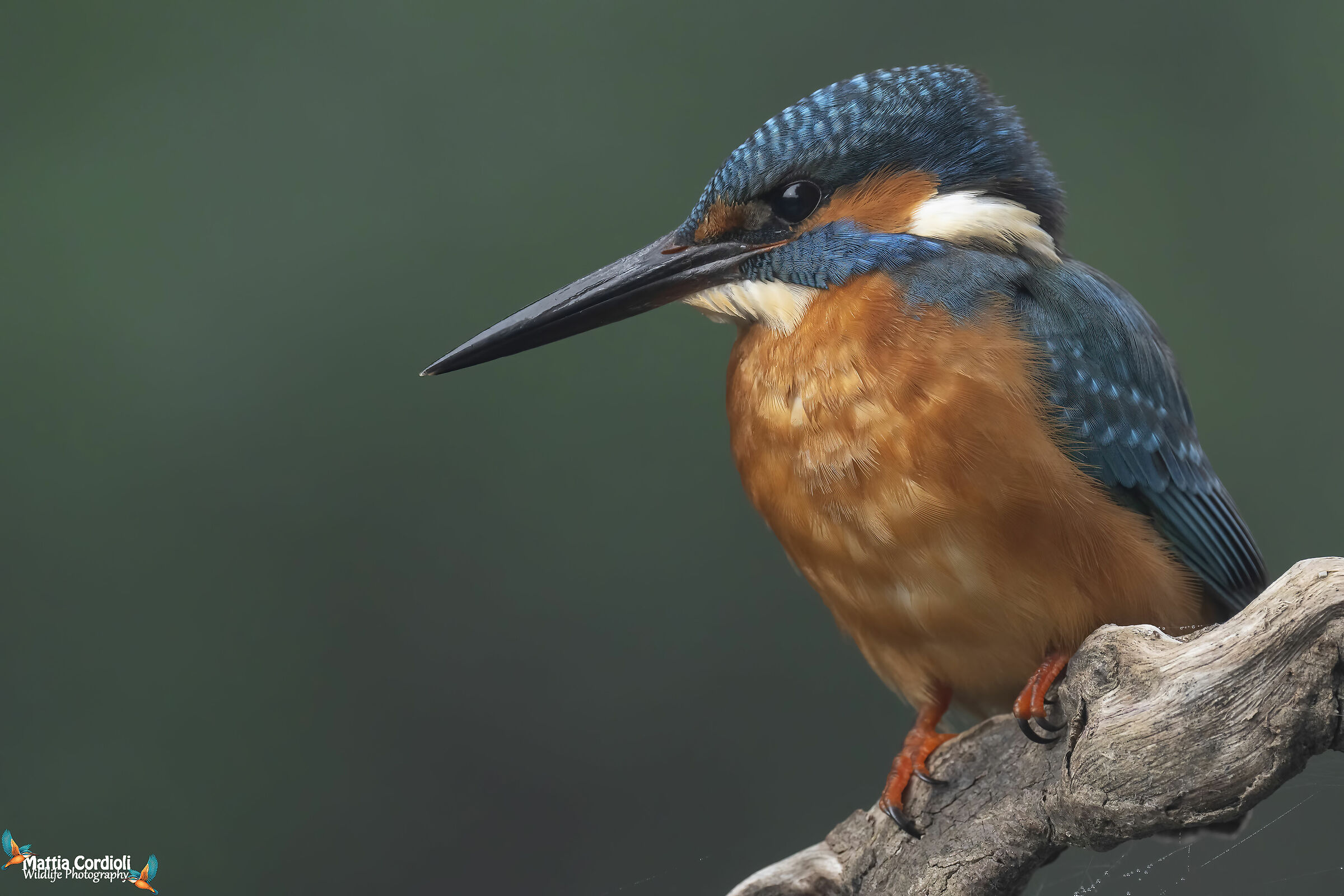 Kingfisher
