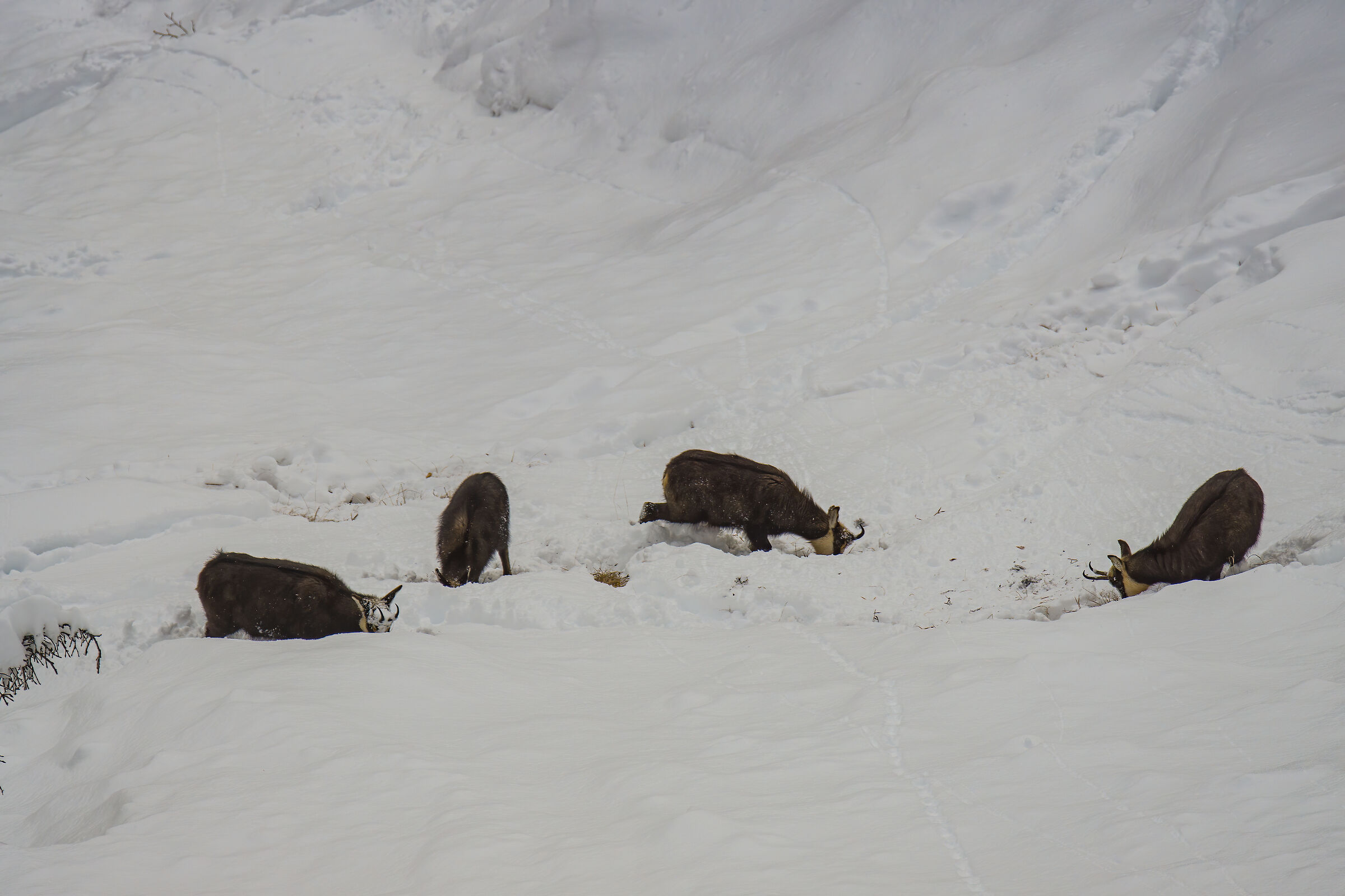 Camosci  fame e neve