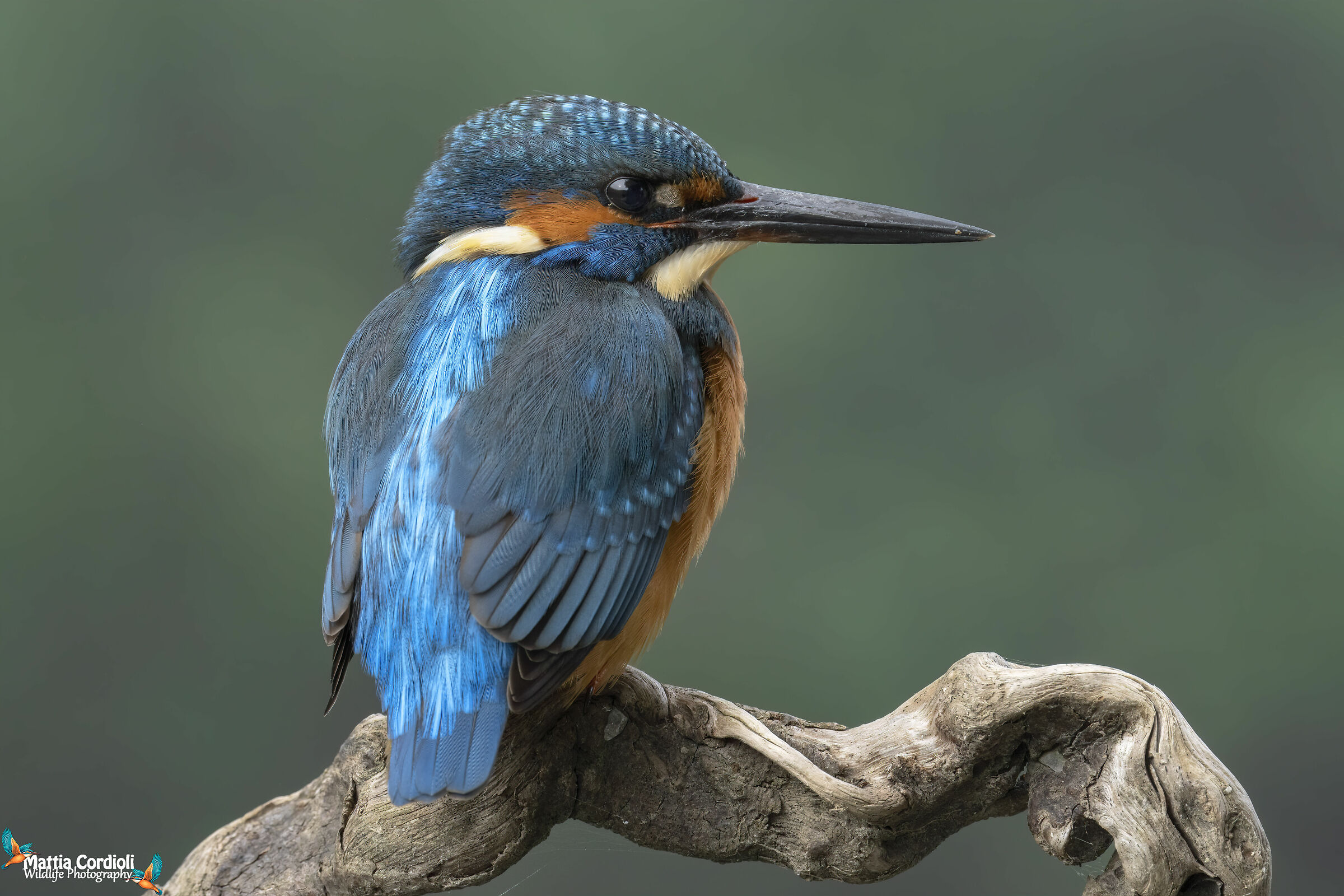 Kingfisher