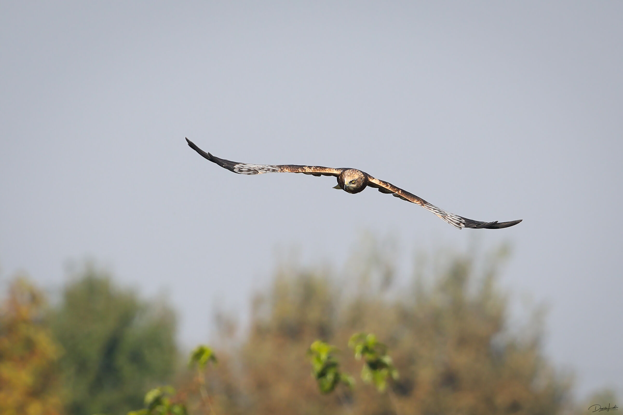 Marsh Falcon