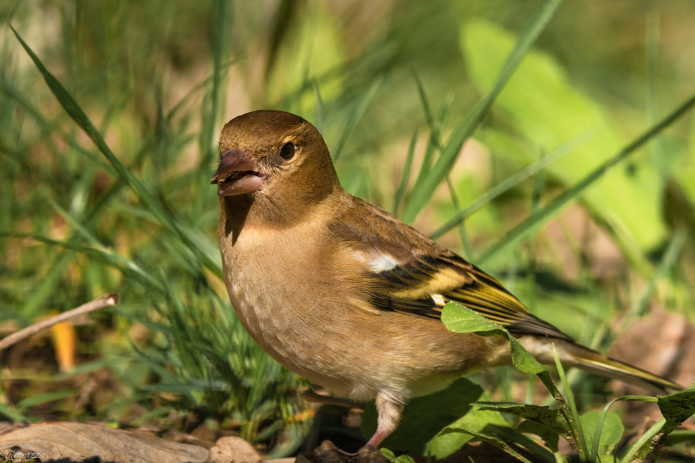 fringuello temerario