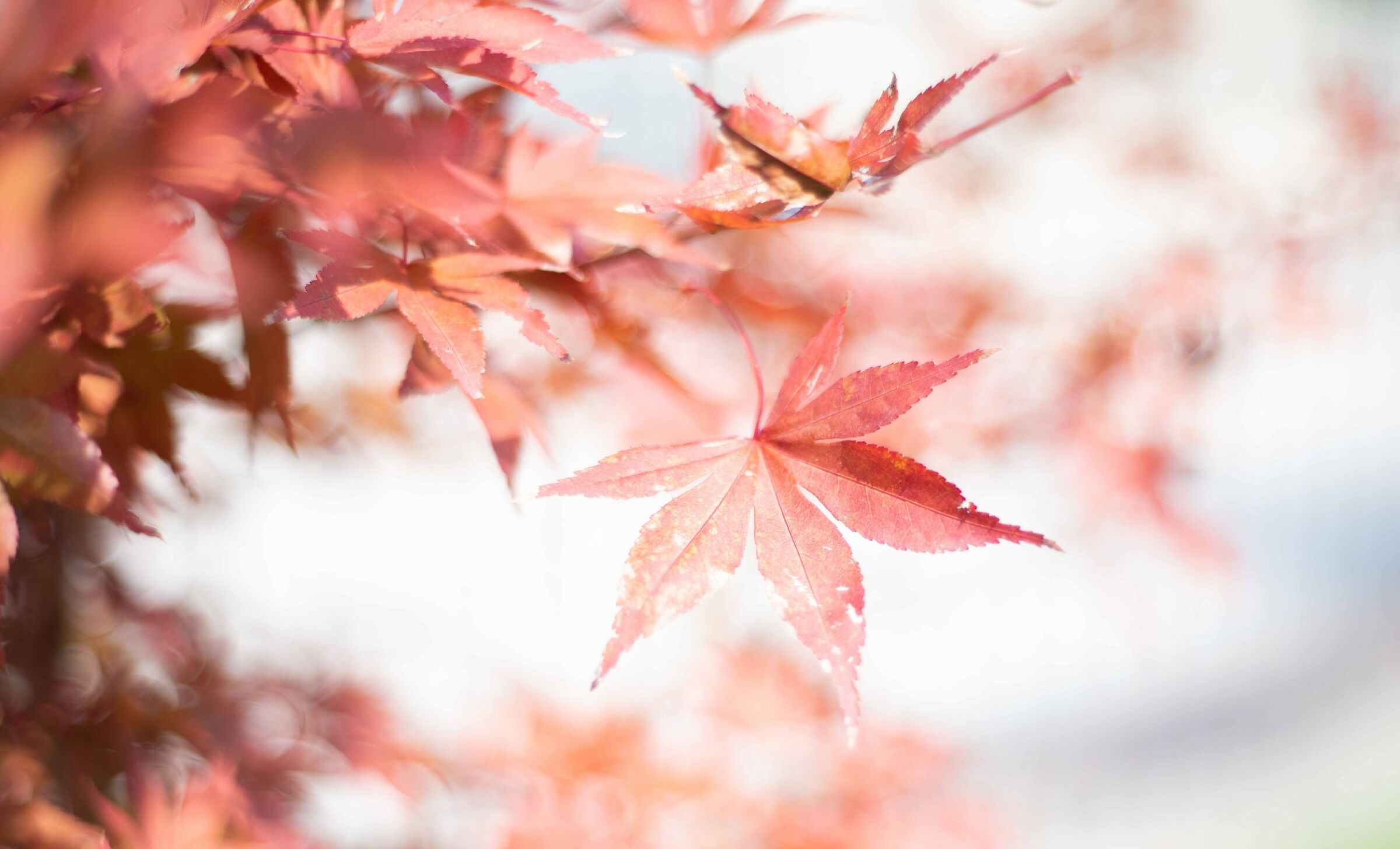 Autumn, 19