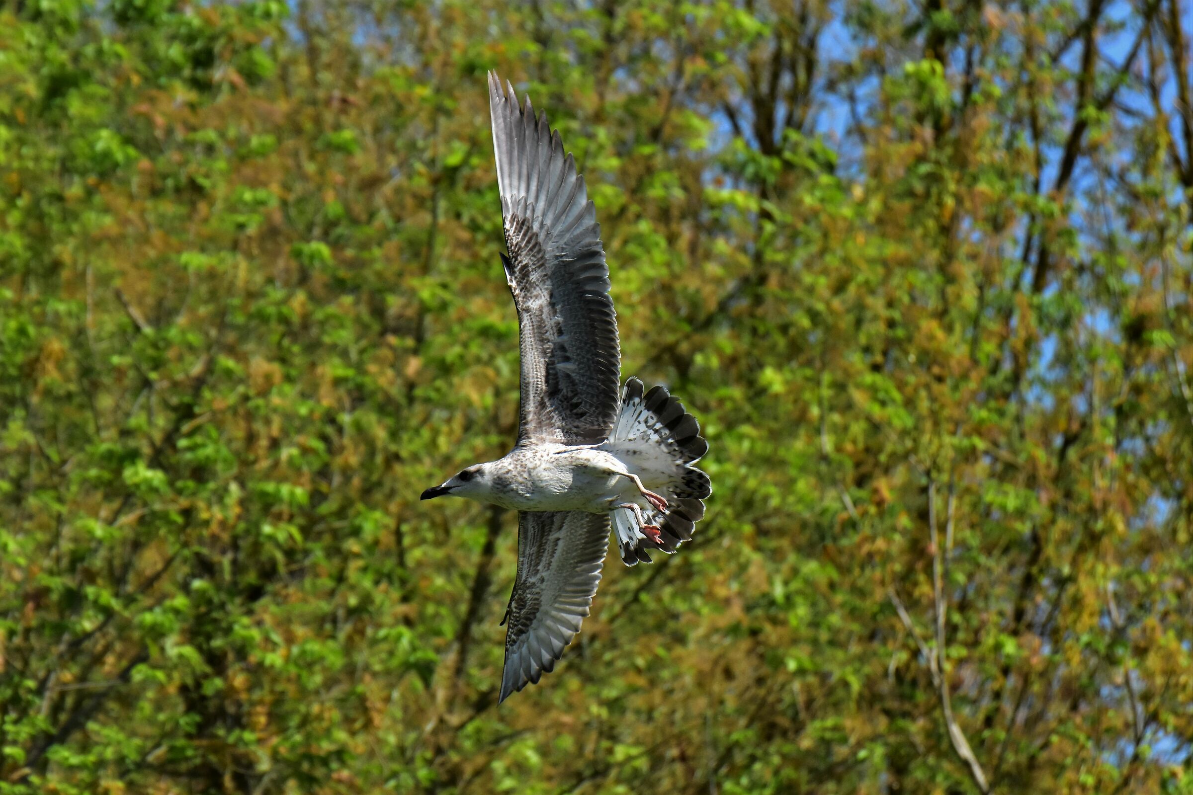 Young Royal Seagull