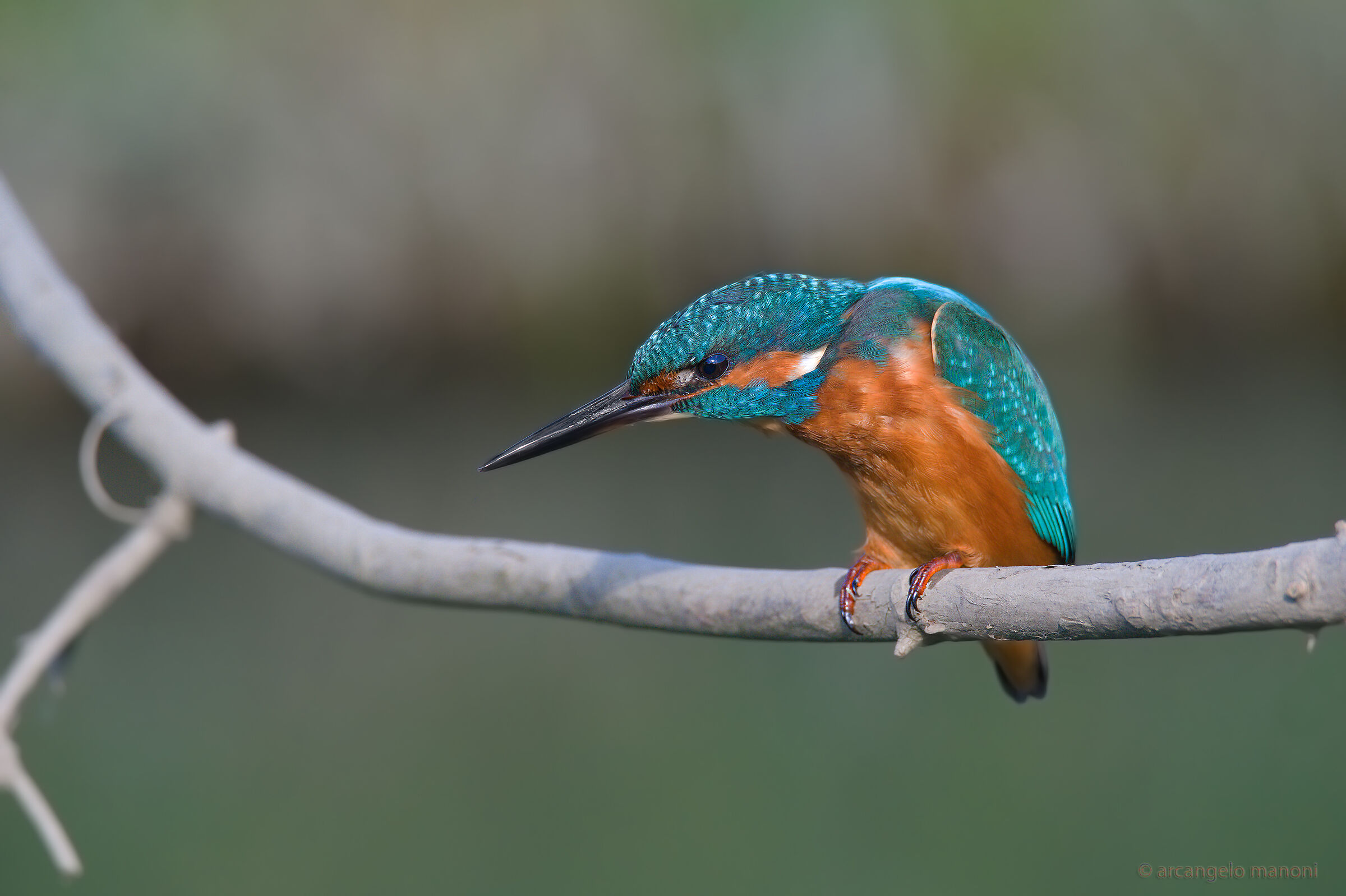 The Hunch back of the lake