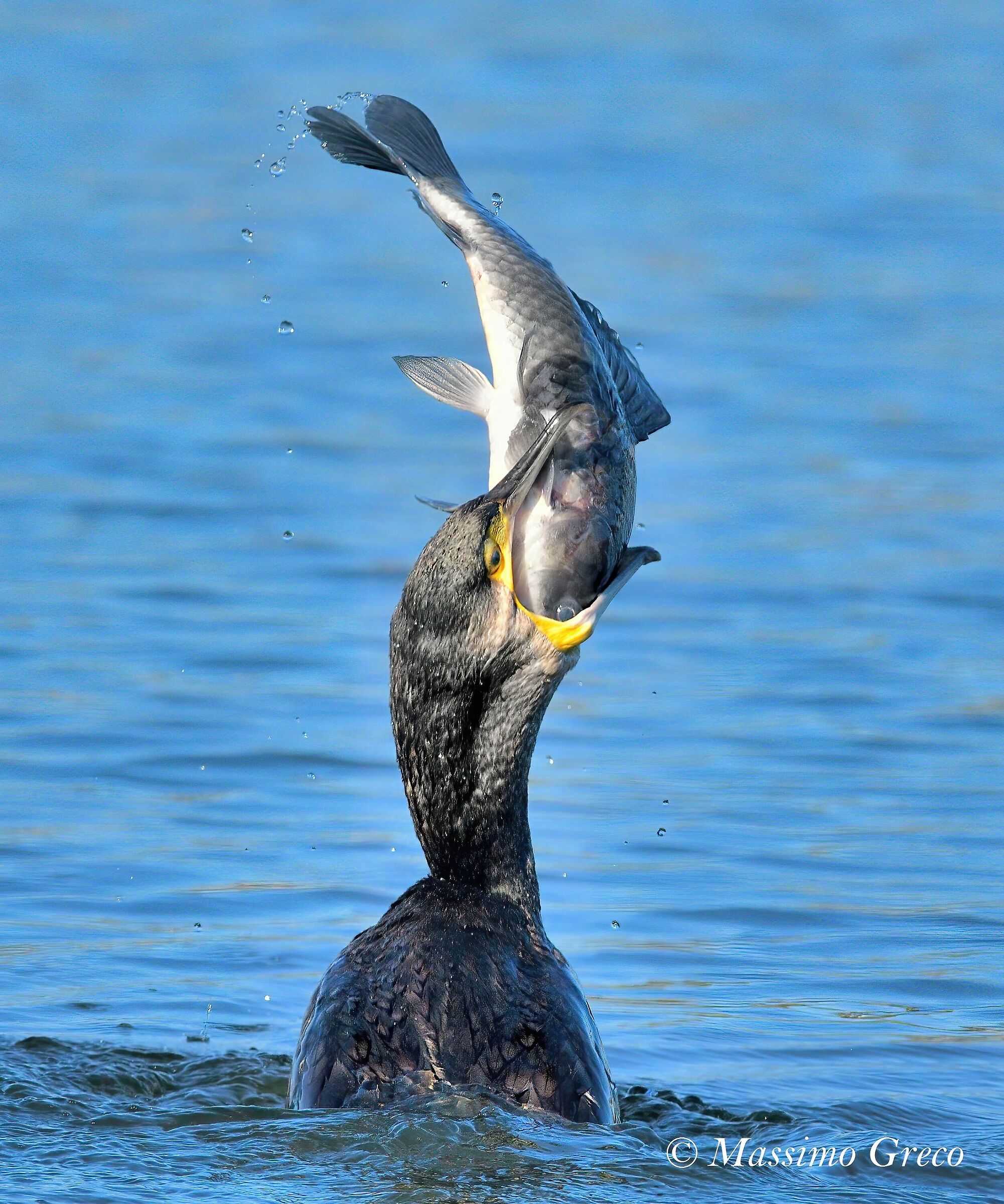 Cormorant (Phalacrocorax carbo)