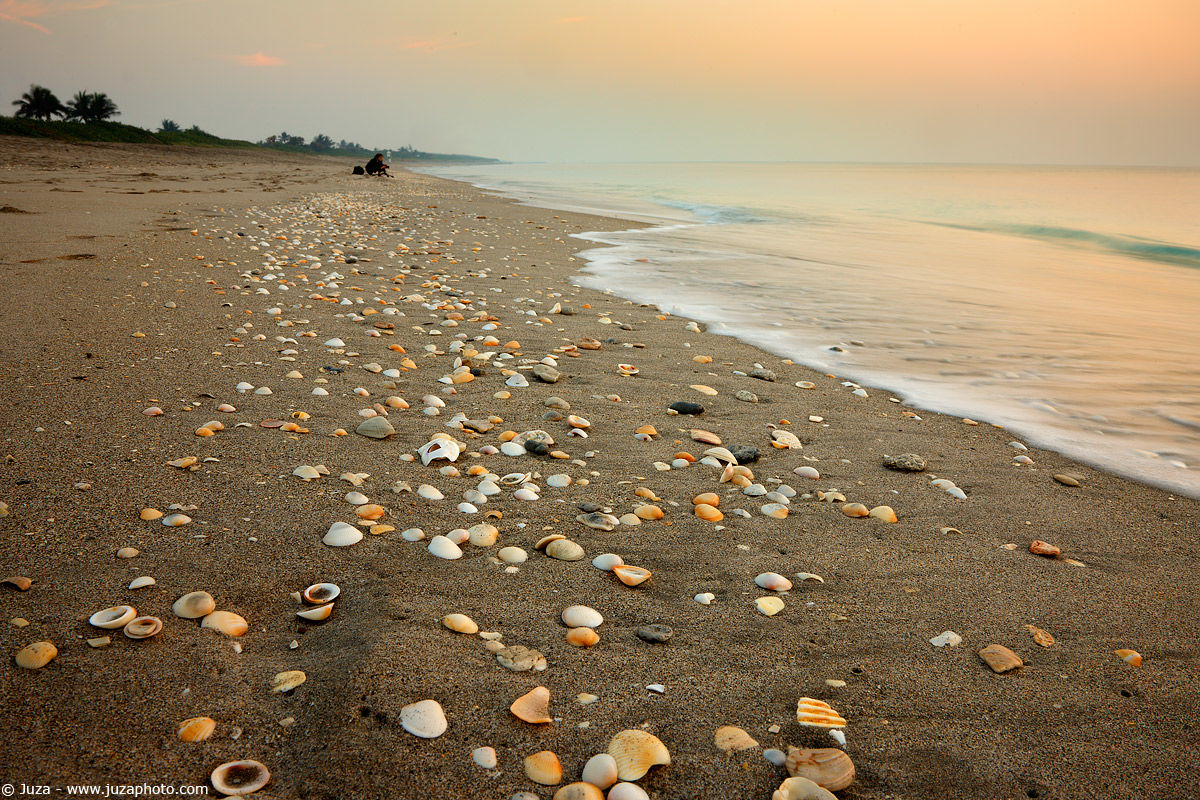Shells, 007516