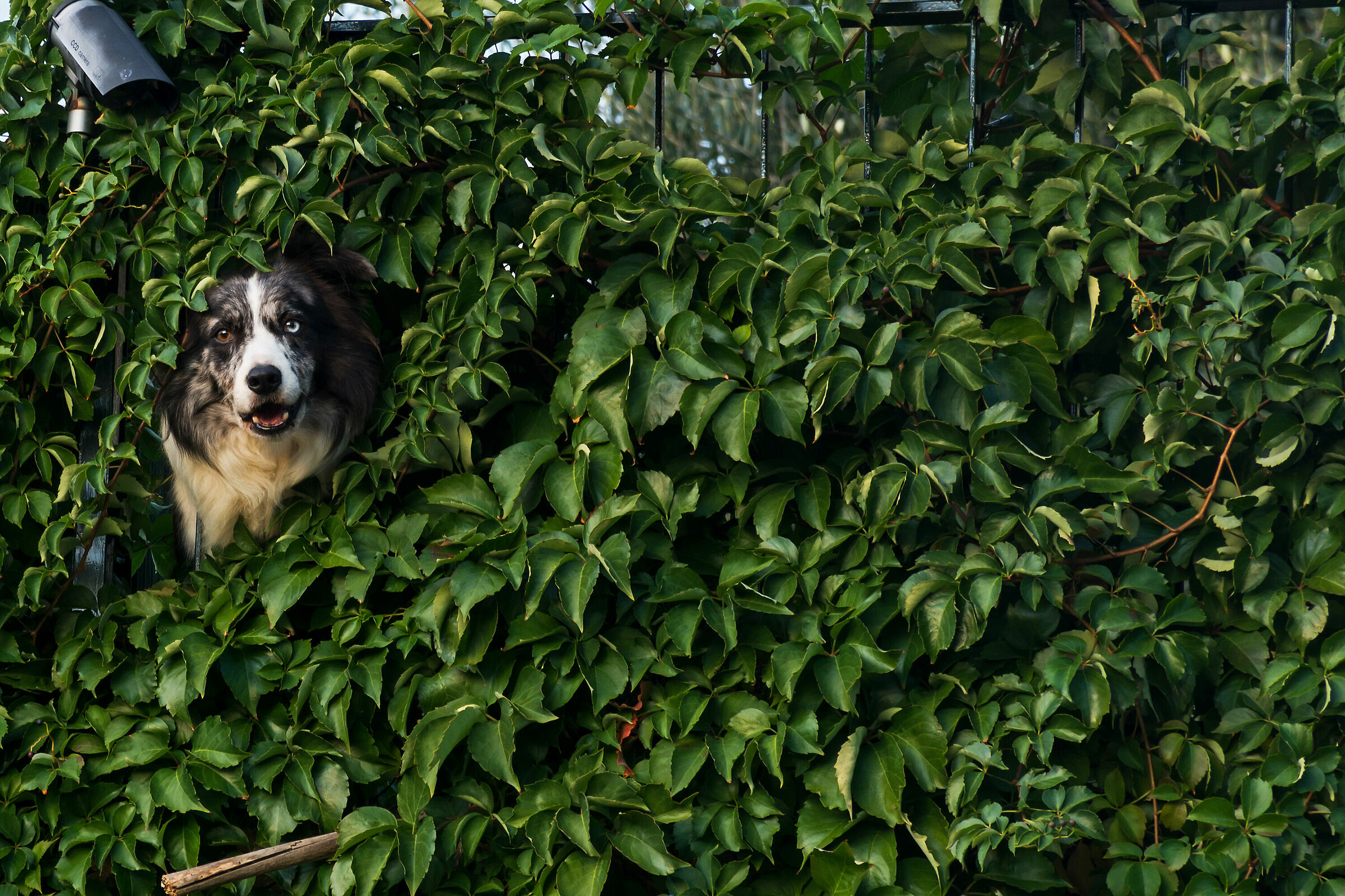 The Guardian incognito